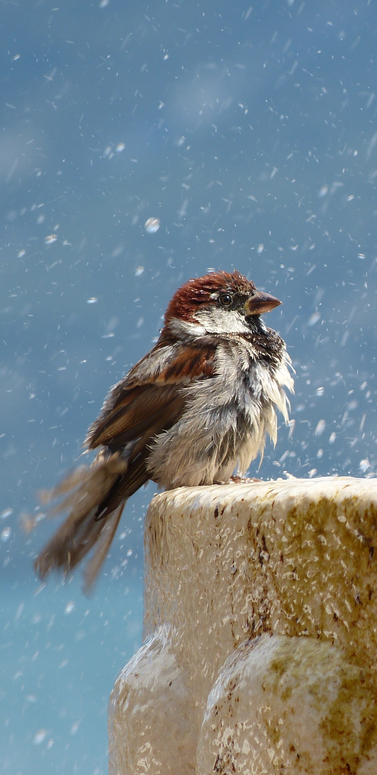 Download mobile wallpaper Birds, Fountain, Bird, Sparrow, Animal, Water Drop for free.