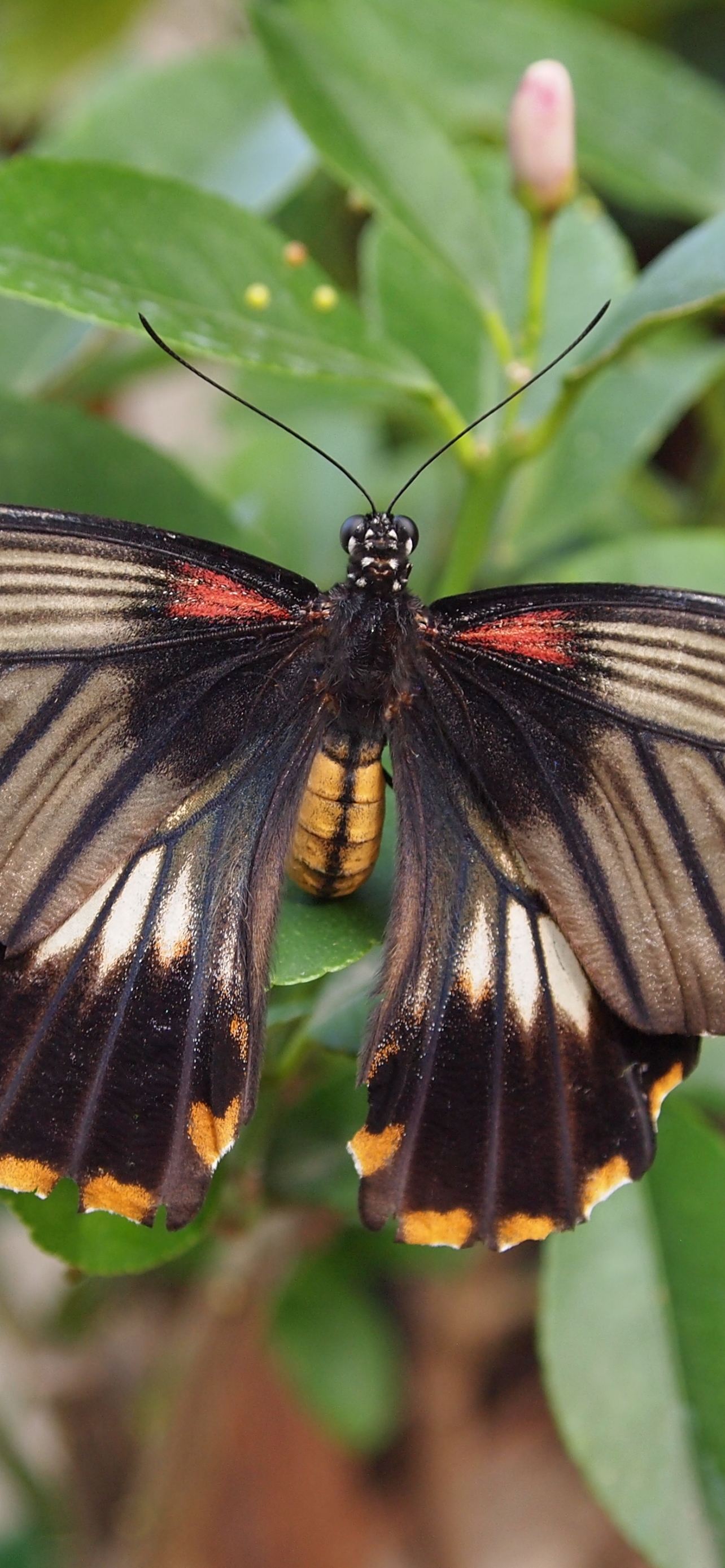 Download mobile wallpaper Butterfly, Animal for free.