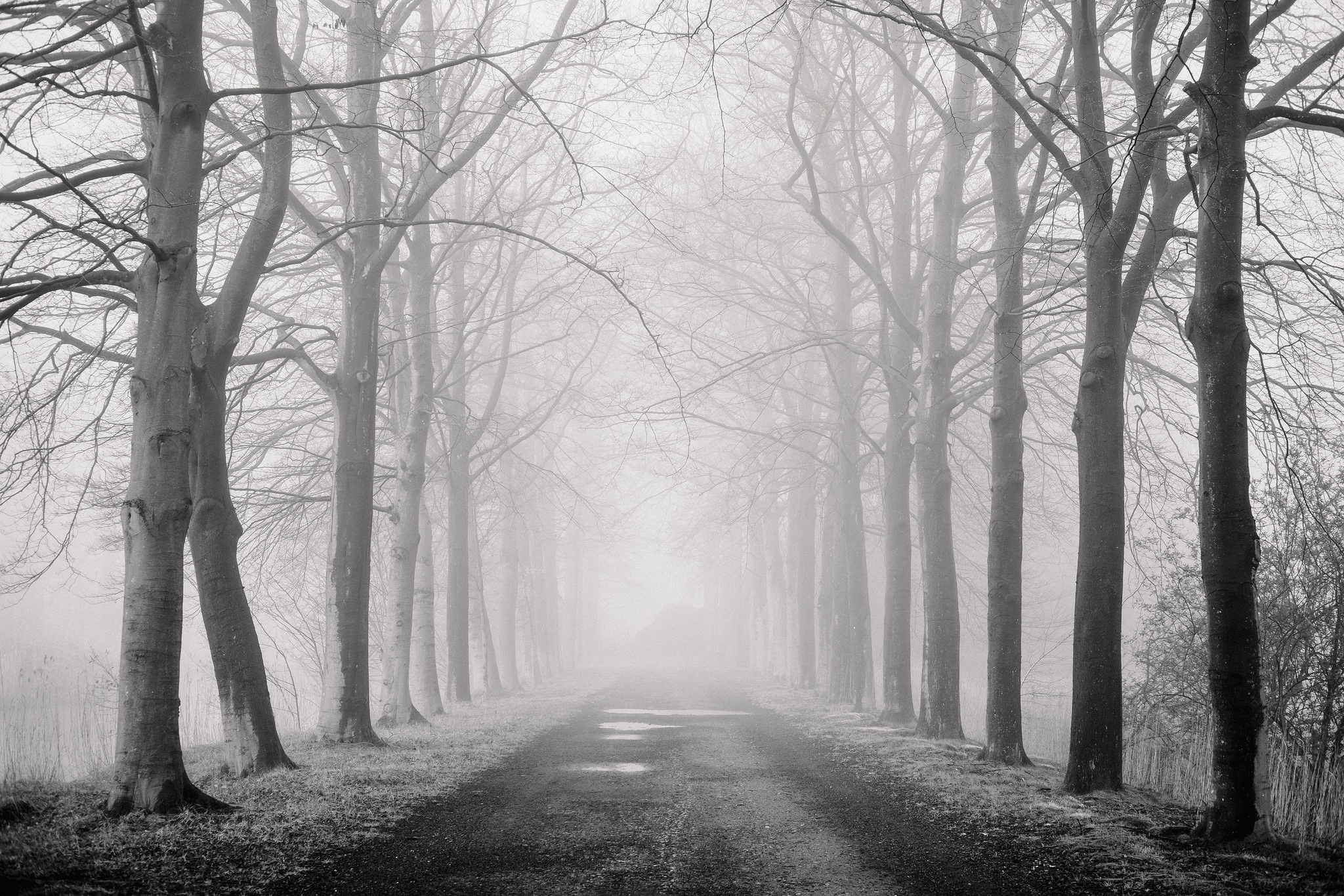 Download mobile wallpaper Nature, Road, Tree, Fog, Monochrome, Man Made, Tree Lined for free.
