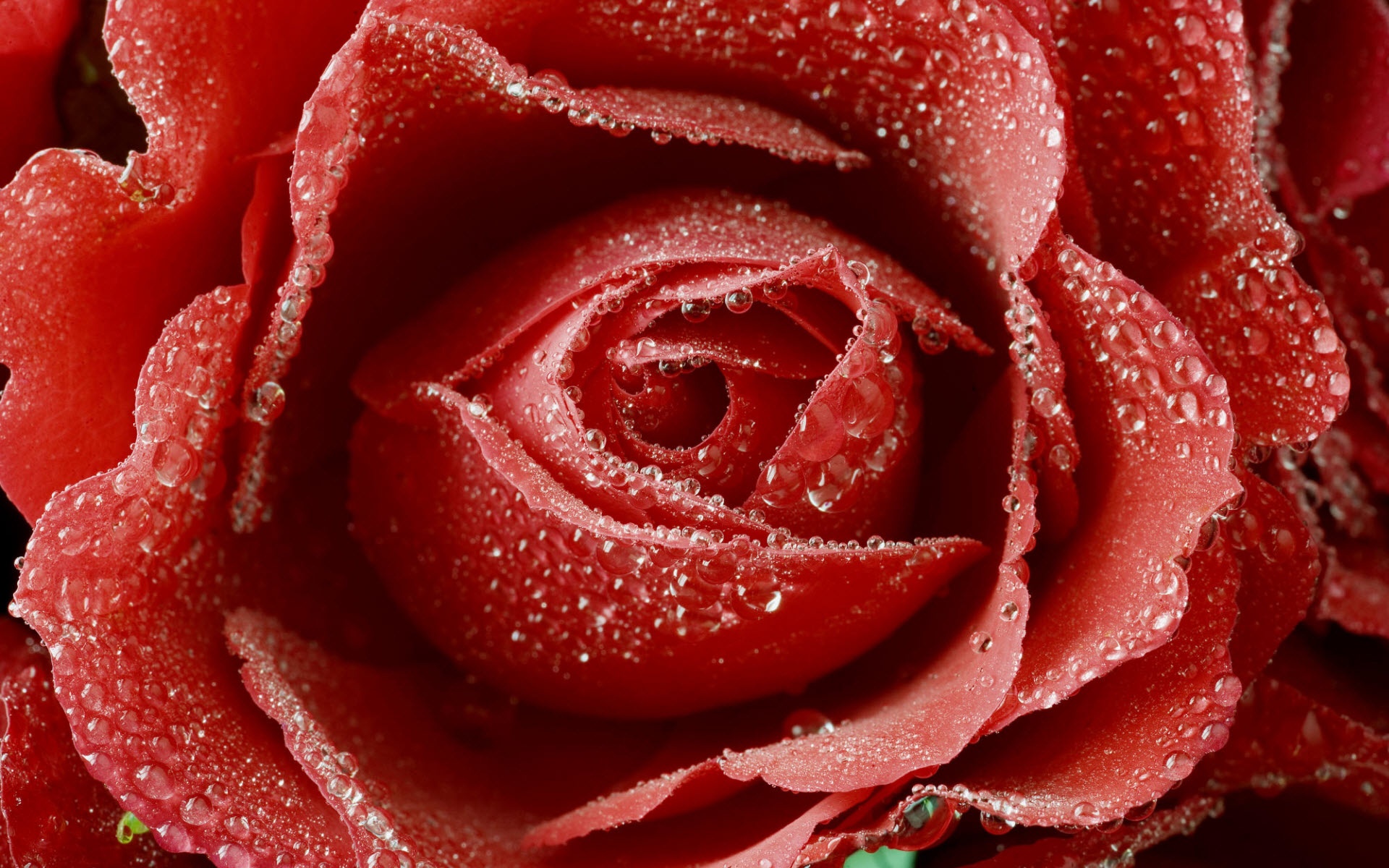 Baixe gratuitamente a imagem Rosa, Rosa Vermelha, Terra/natureza, Pingo D'água na área de trabalho do seu PC