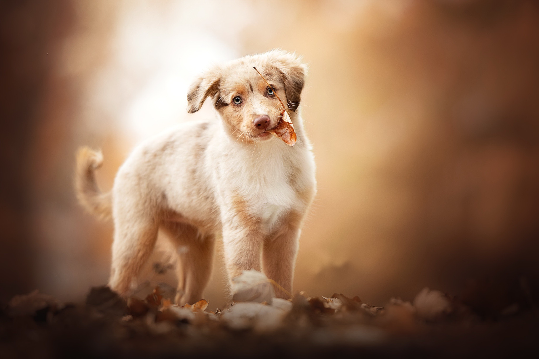 Download mobile wallpaper Dogs, Dog, Fall, Animal, Puppy, Baby Animal for free.