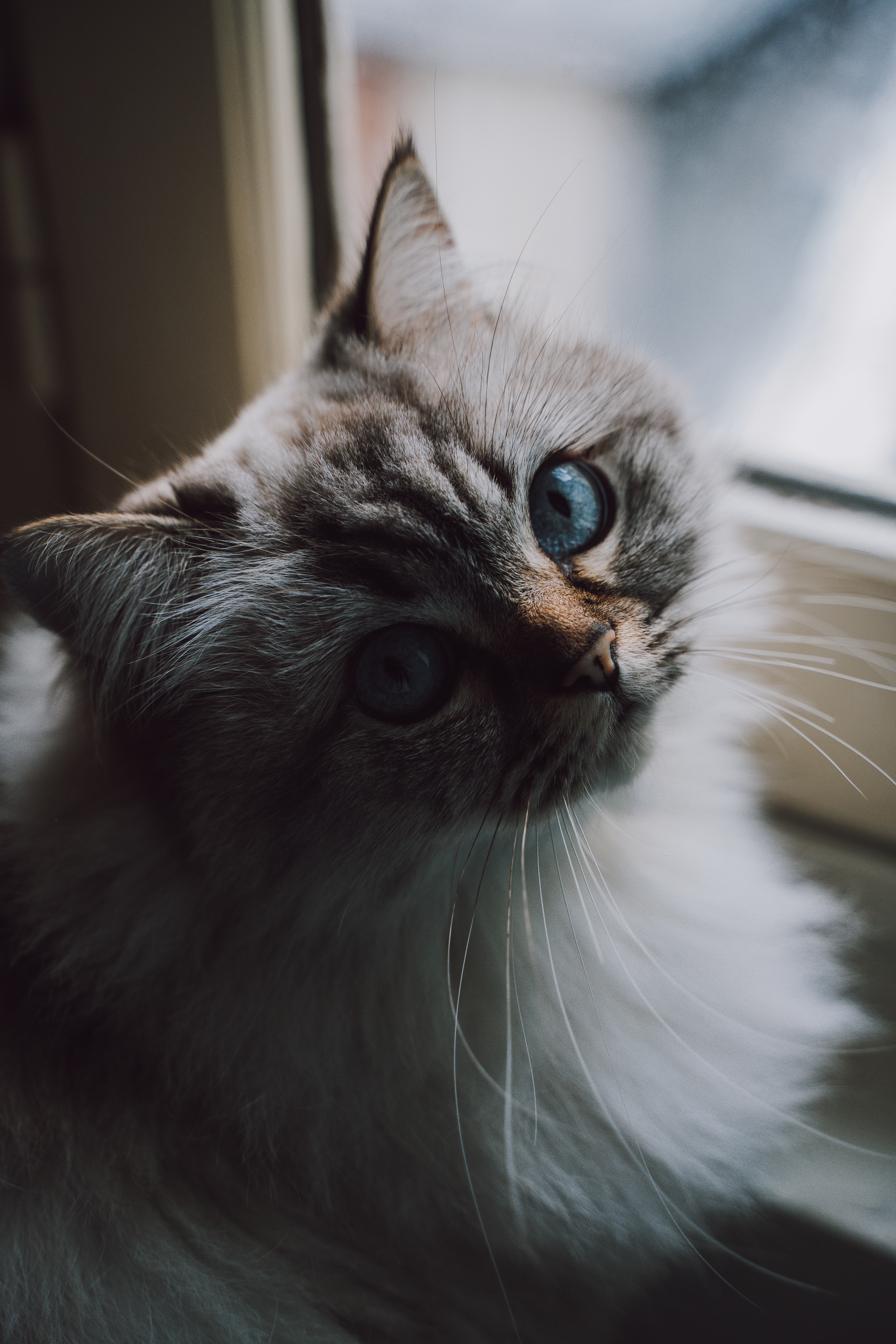 Download mobile wallpaper Fluffy, Sight, Opinion, Cat, Pet, Animals for free.