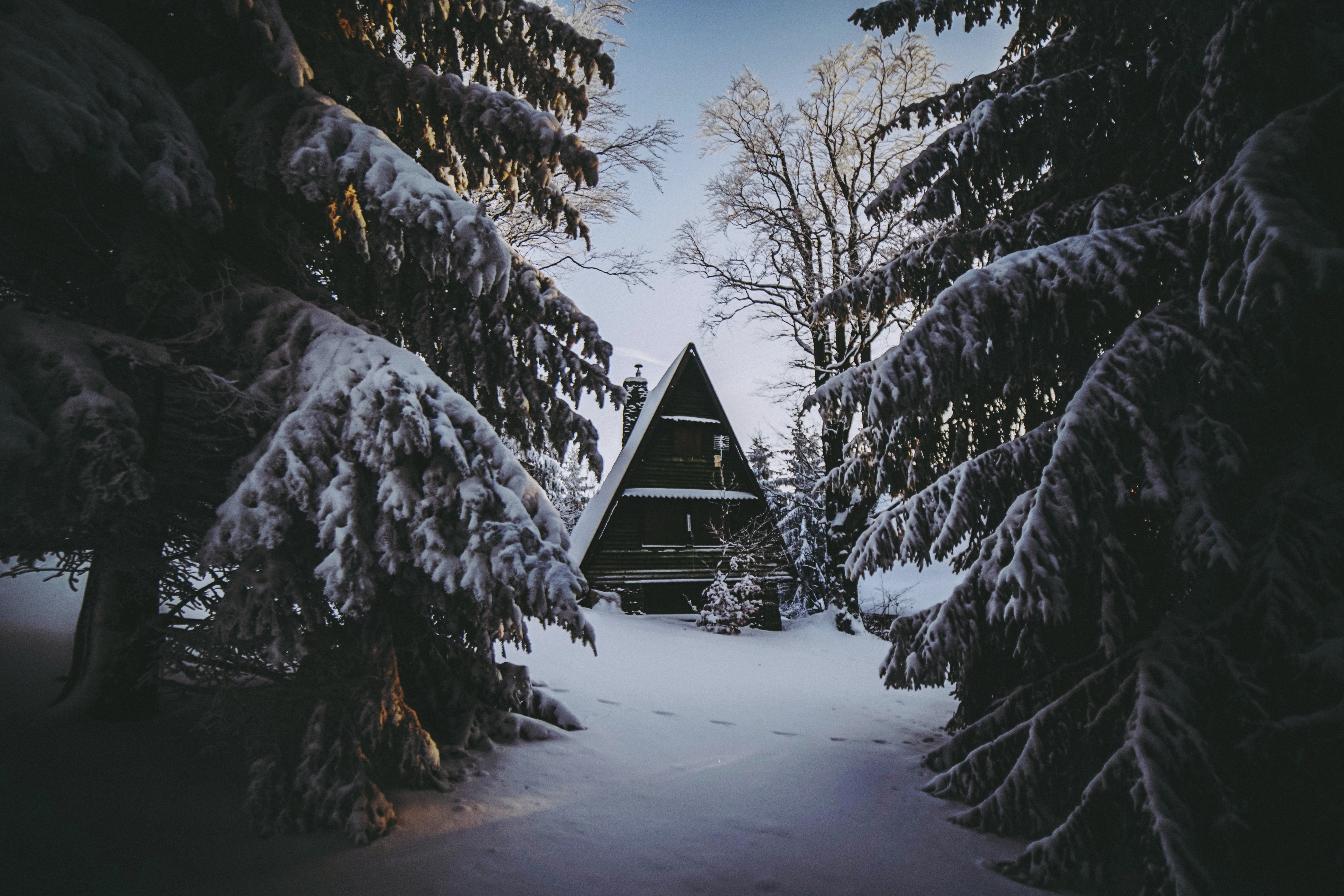 coziness, winter, nature, snow, forest, small house, lodge, comfort