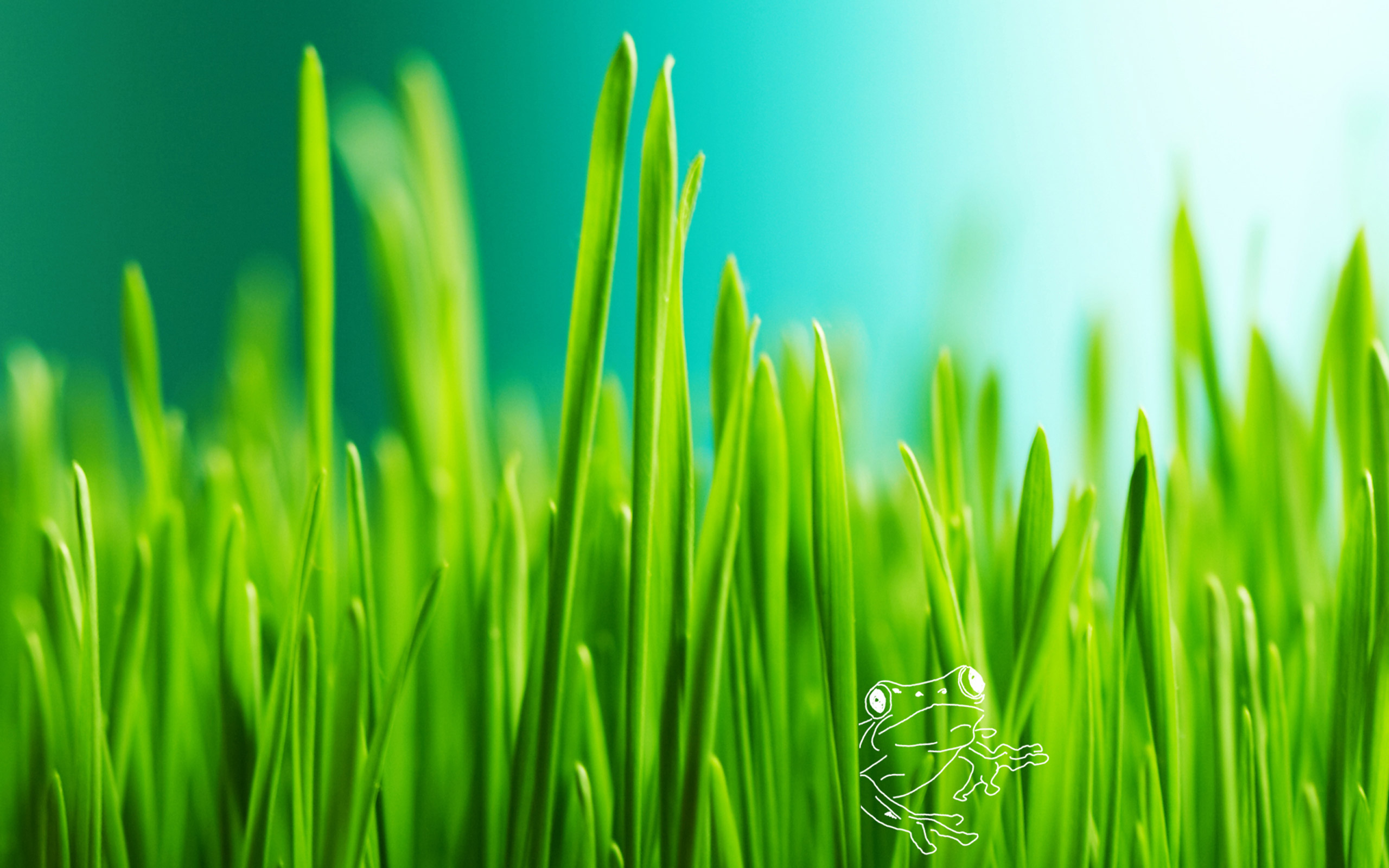 234614 descargar fondo de pantalla tierra/naturaleza, hierba, rana, verde: protectores de pantalla e imágenes gratis