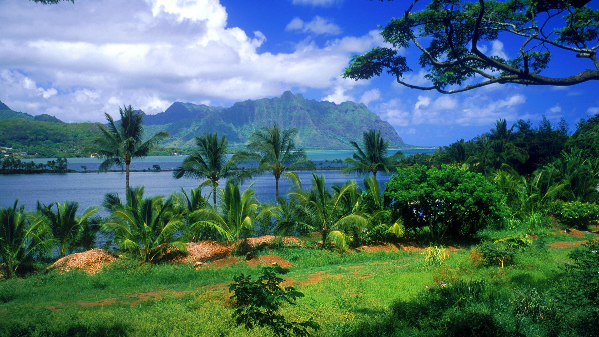 Laden Sie das Landschaft, Palms-Bild kostenlos auf Ihren PC-Desktop herunter