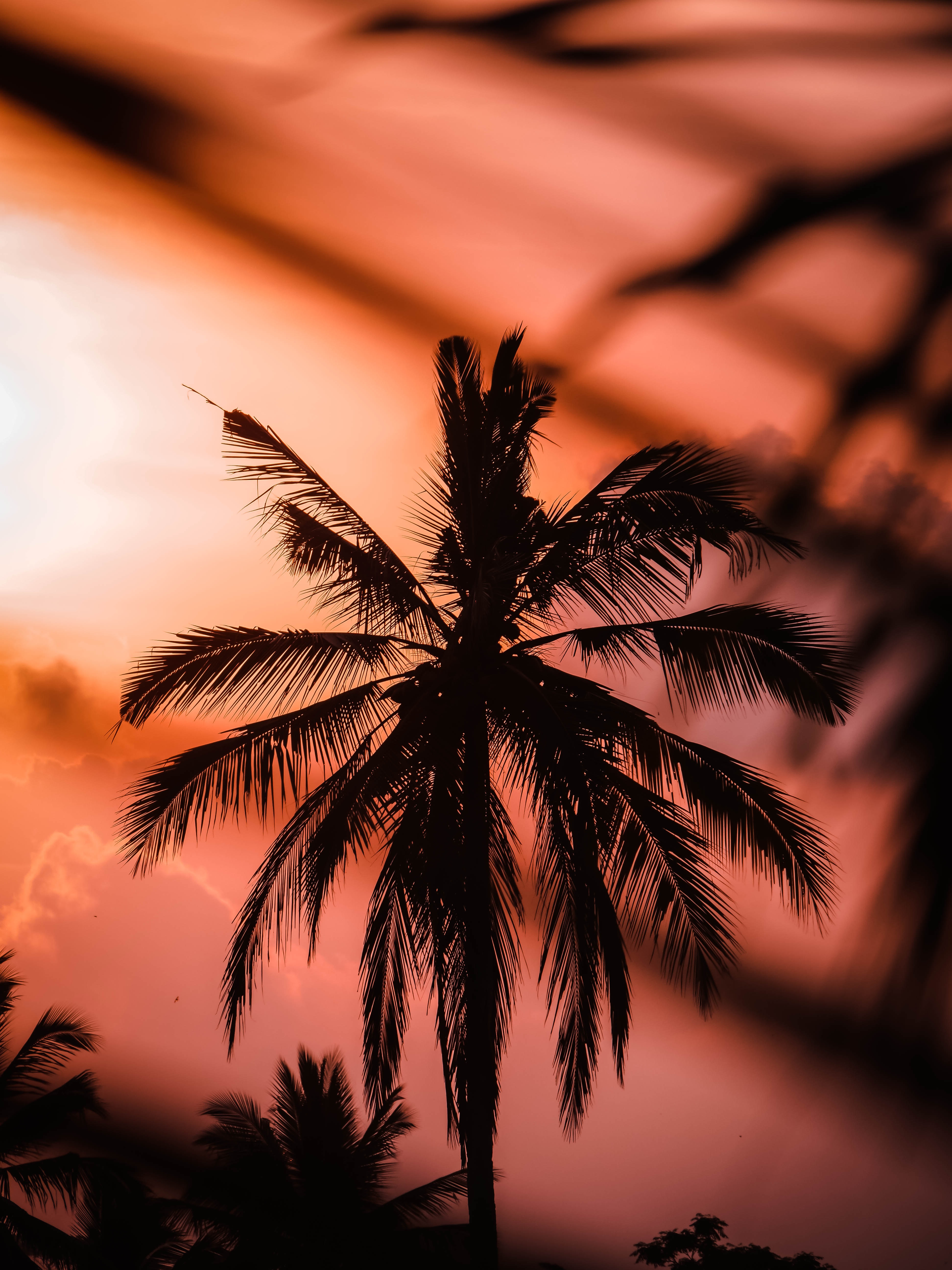 palm, sunset, twilight, dark, silhouette, dusk