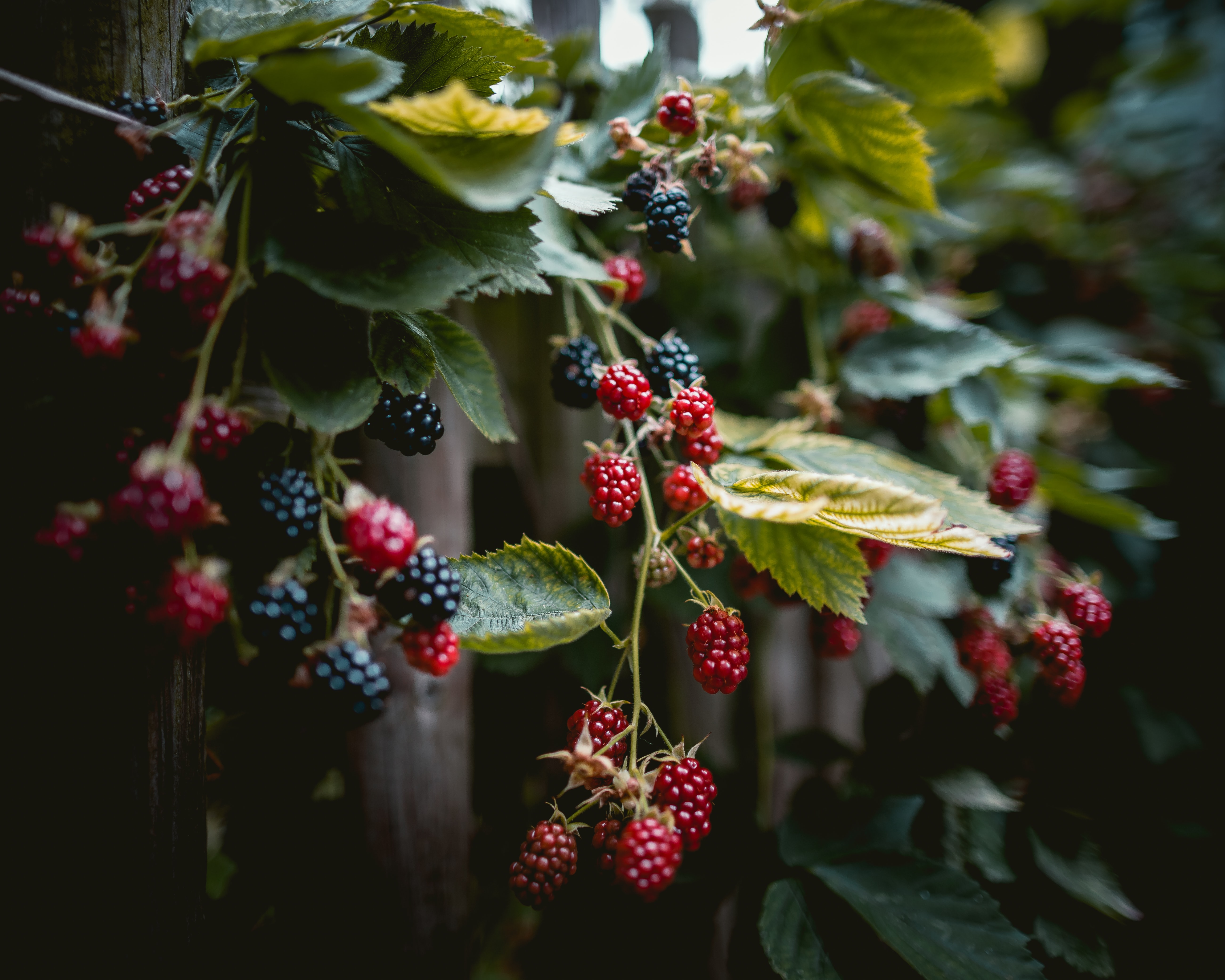 HD wallpaper branches, berries, food, raspberry