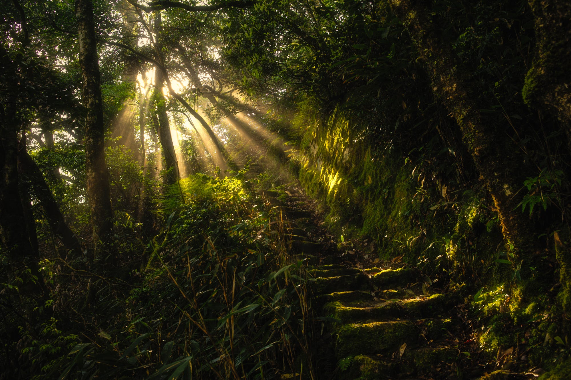 Download mobile wallpaper Forest, Earth, Stairs, Moss, Sunlight, Sunbeam, Sunshine for free.