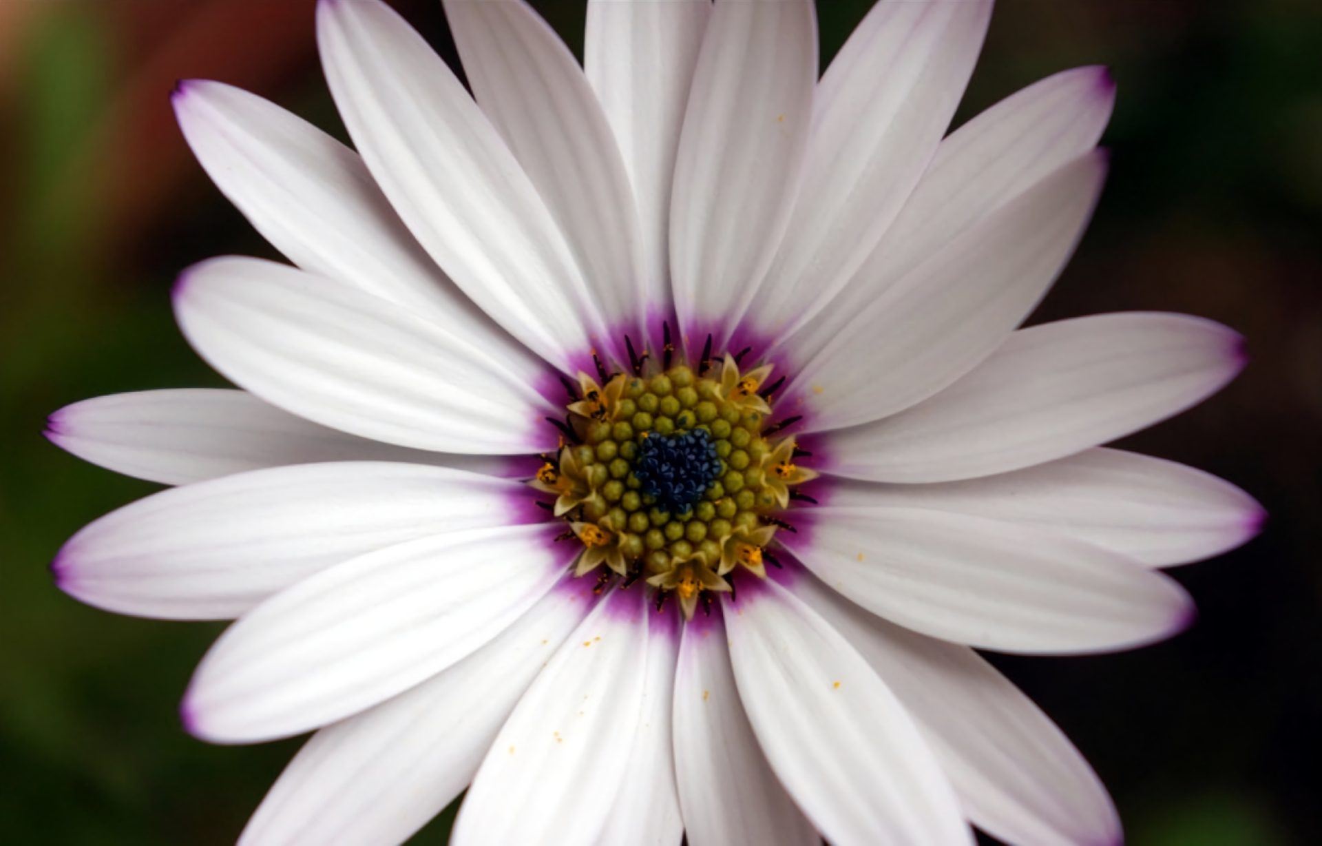 Descarga gratuita de fondo de pantalla para móvil de Flores, Flor, Pétalo, Margarita, Flor Blanca, Tierra/naturaleza.