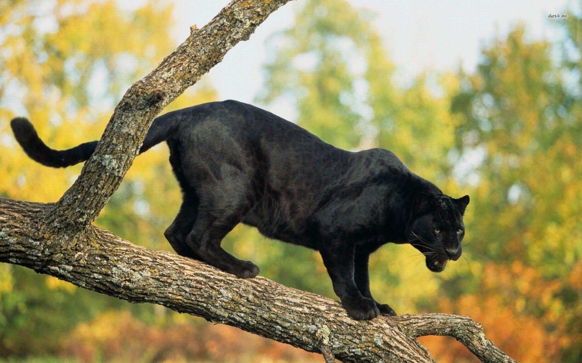 1920 x 1080 picture black panther, animal, panther, cats