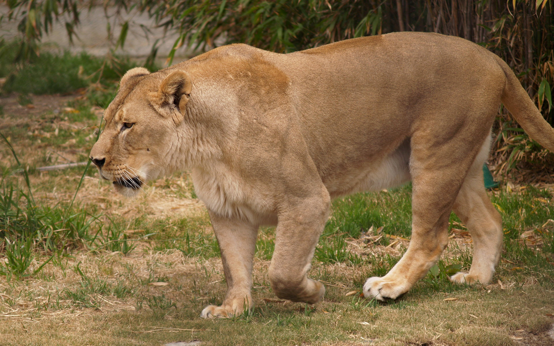253751 descargar fondo de pantalla animales, león, leona, gatos: protectores de pantalla e imágenes gratis