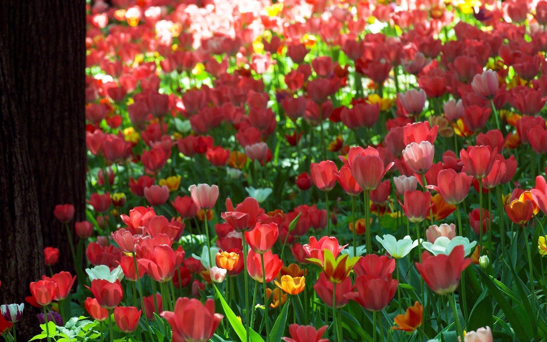 Download mobile wallpaper Greens, Sunny, Park, Flowers, Tulips for free.