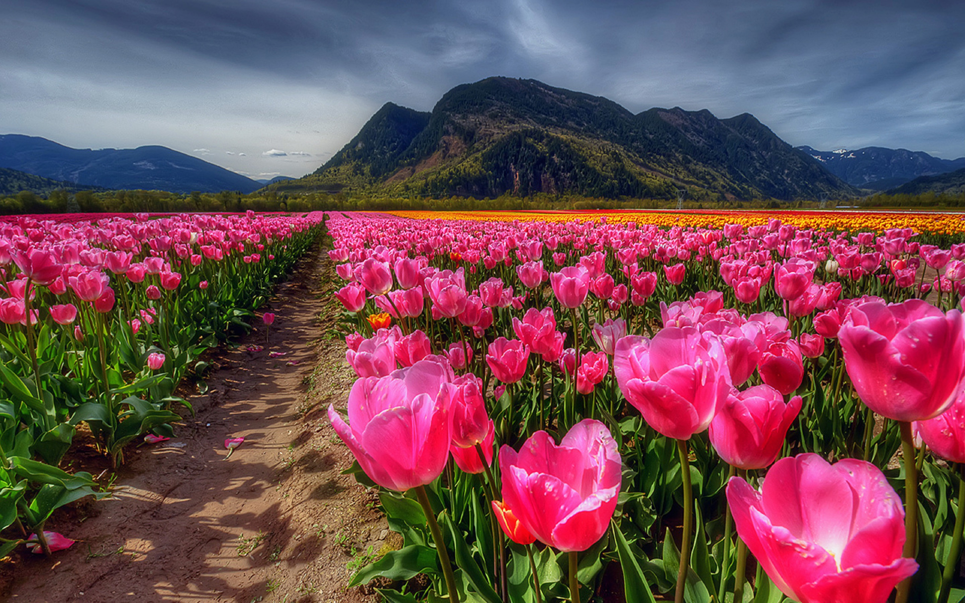 Free download wallpaper Flowers, Flower, Earth, Field, Tulip, Pink Flower on your PC desktop