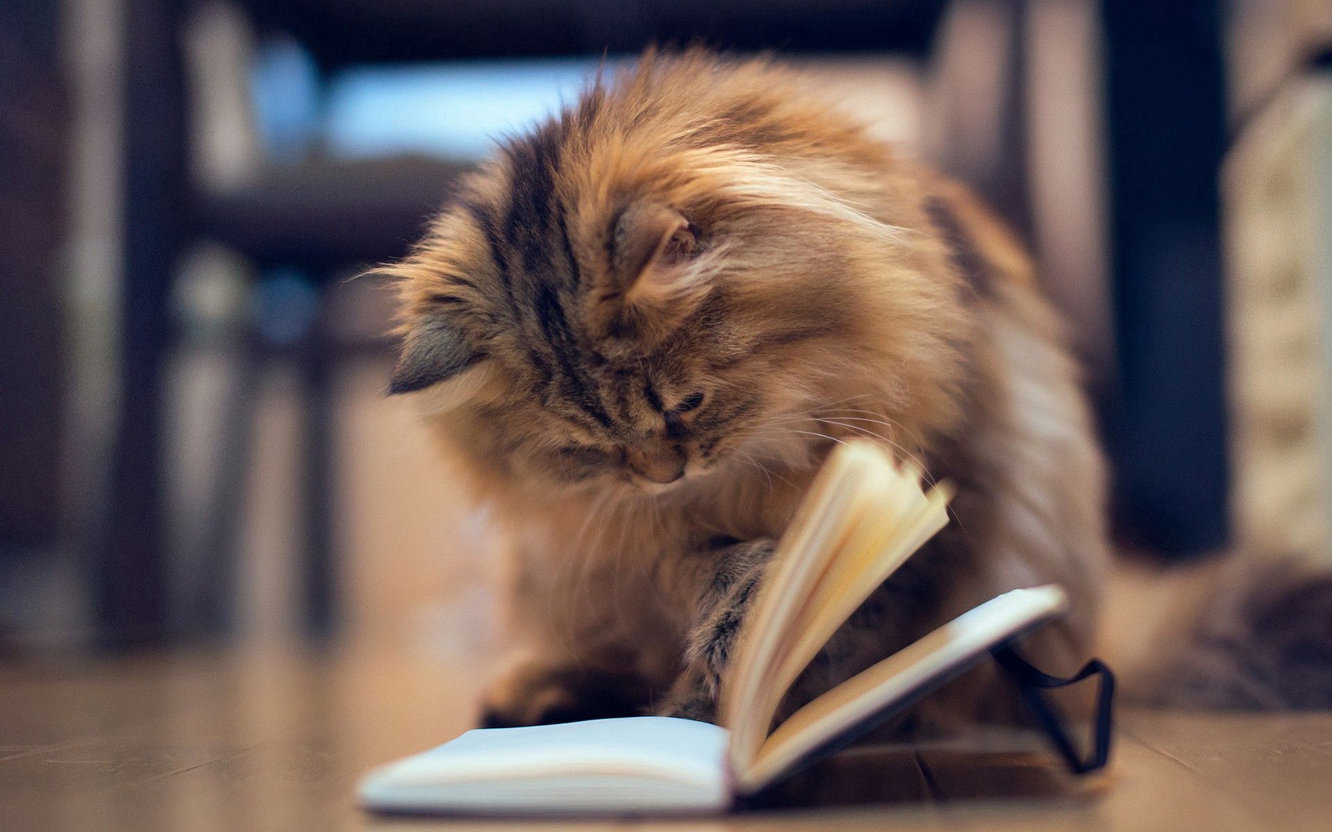 Download mobile wallpaper Fluffy, Animals, Cat, Book for free.