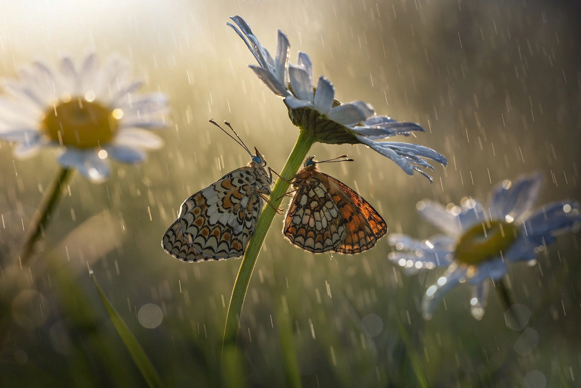 animal, butterfly, chamomile, flower, insect, macro, nature, rain Desktop Wallpaper