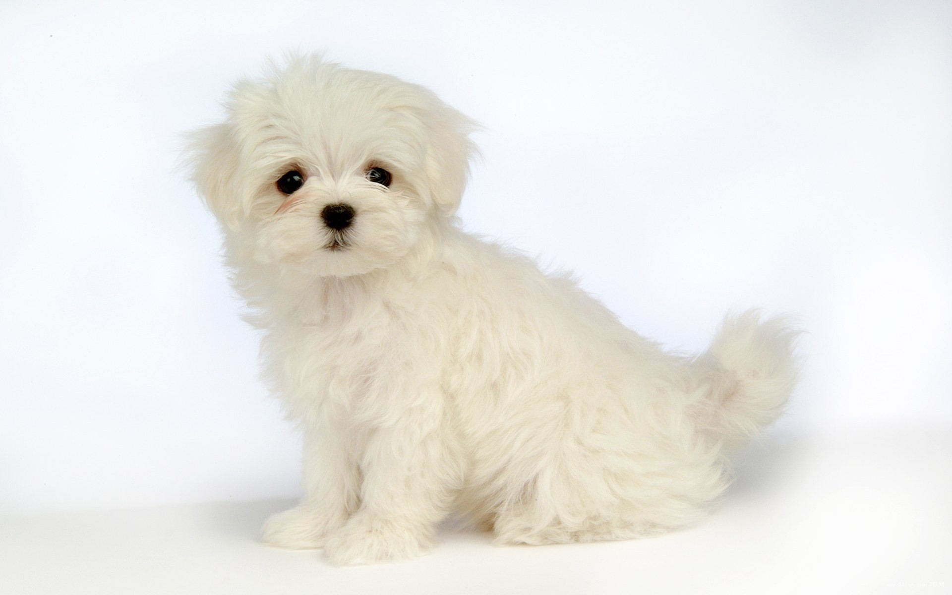animal, maltese, cute, dog, white, dogs