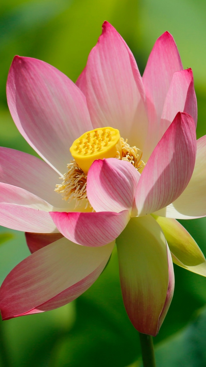 Handy-Wallpaper Blumen, Lotus, Blume, Nahansicht, Erde/natur, Pinke Blume kostenlos herunterladen.