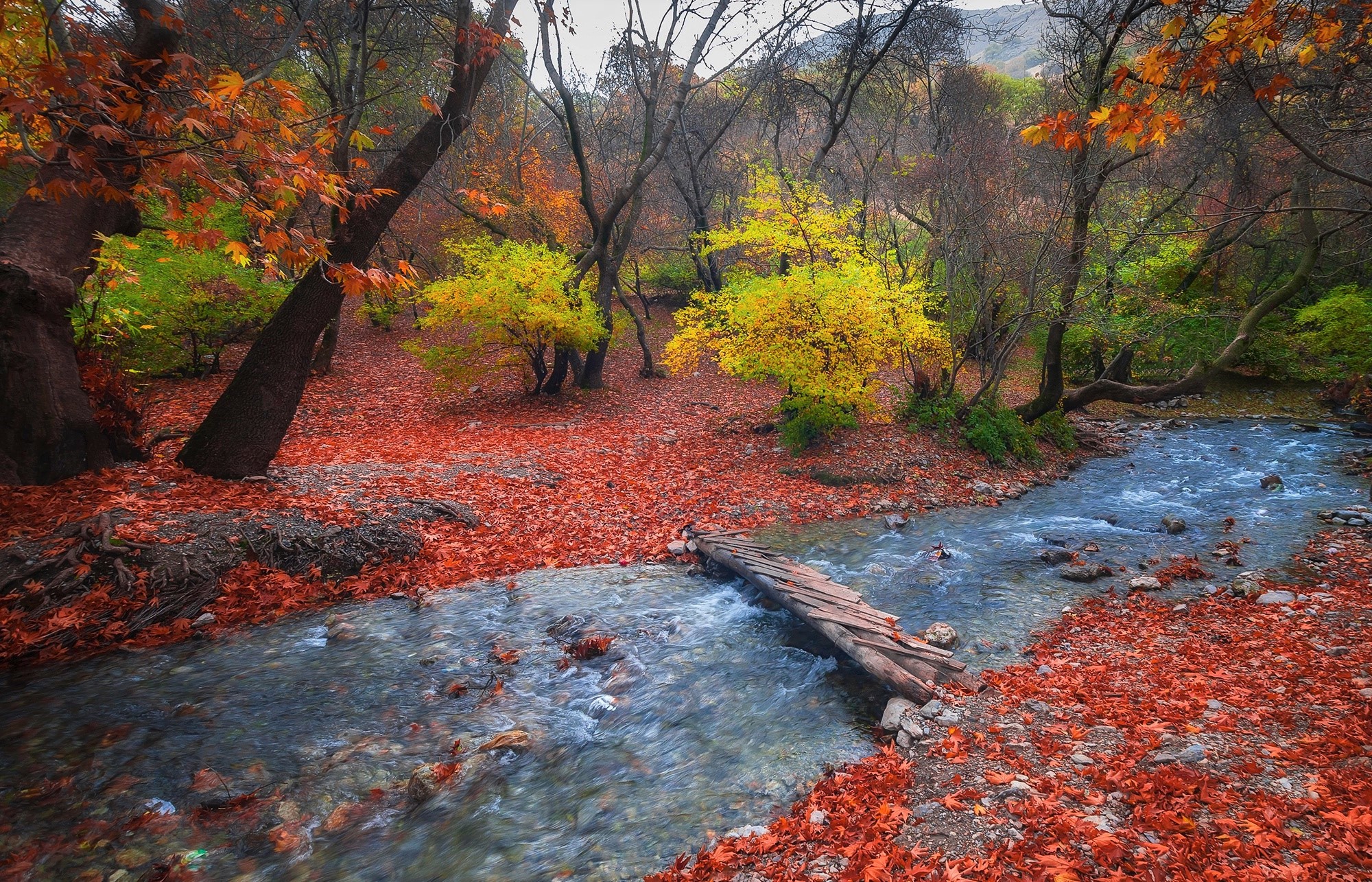 Скачать обои бесплатно Осень, Лес, Красочный, Ручей, Земля/природа картинка на рабочий стол ПК