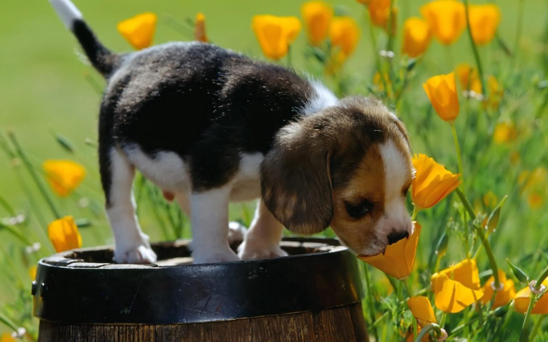 100433 télécharger l'image beagle, animaux, fleurs, herbe, à pois, boutonneux, chiot, baril, barrique - fonds d'écran et économiseurs d'écran gratuits