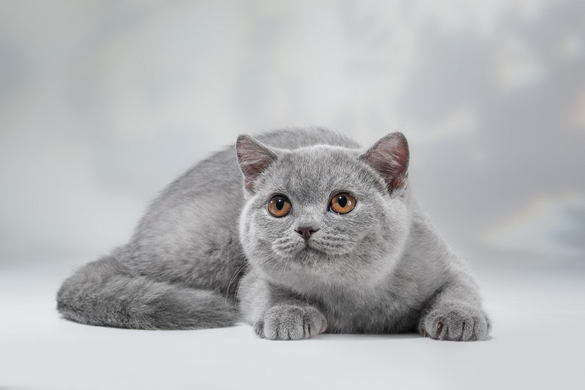 Téléchargez gratuitement l'image Animaux, Chats, Chat sur le bureau de votre PC