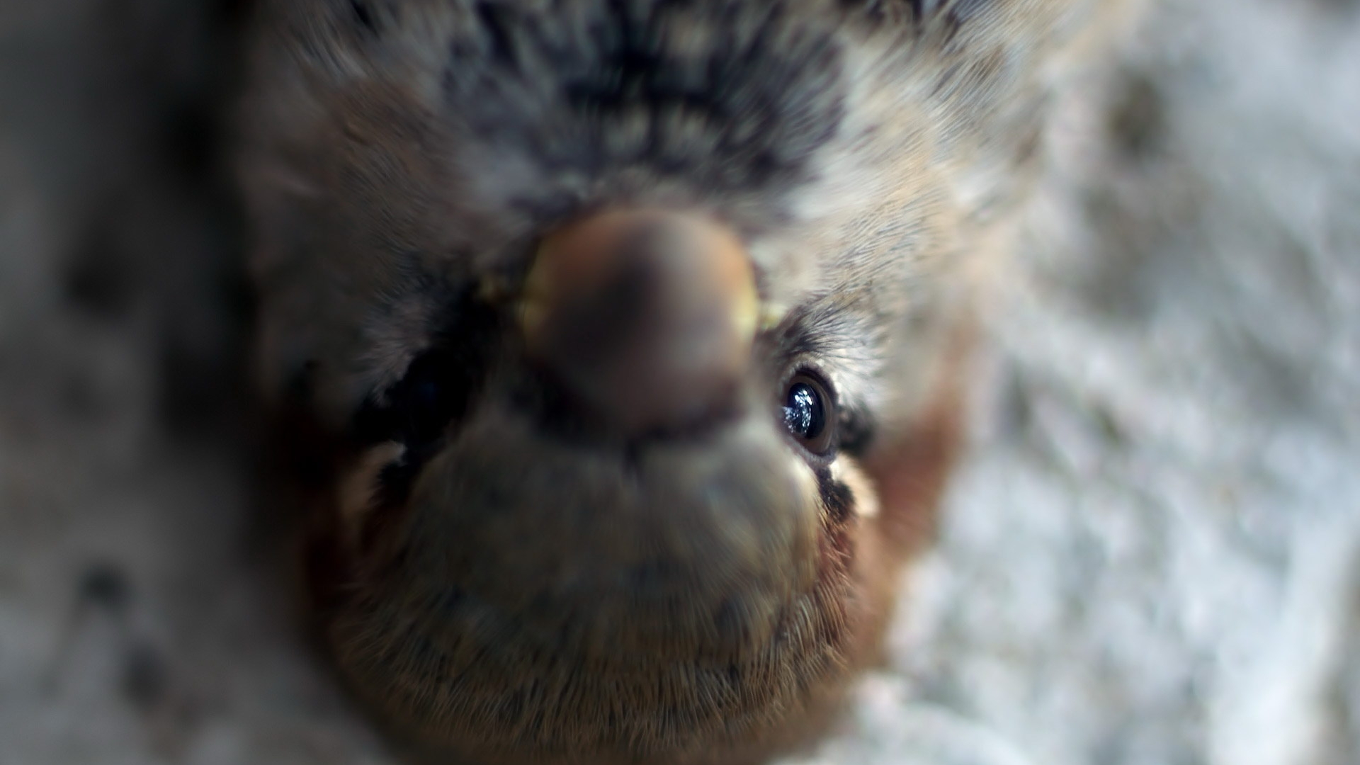 Descarga gratuita de fondo de pantalla para móvil de Animales, Aves, Ave.