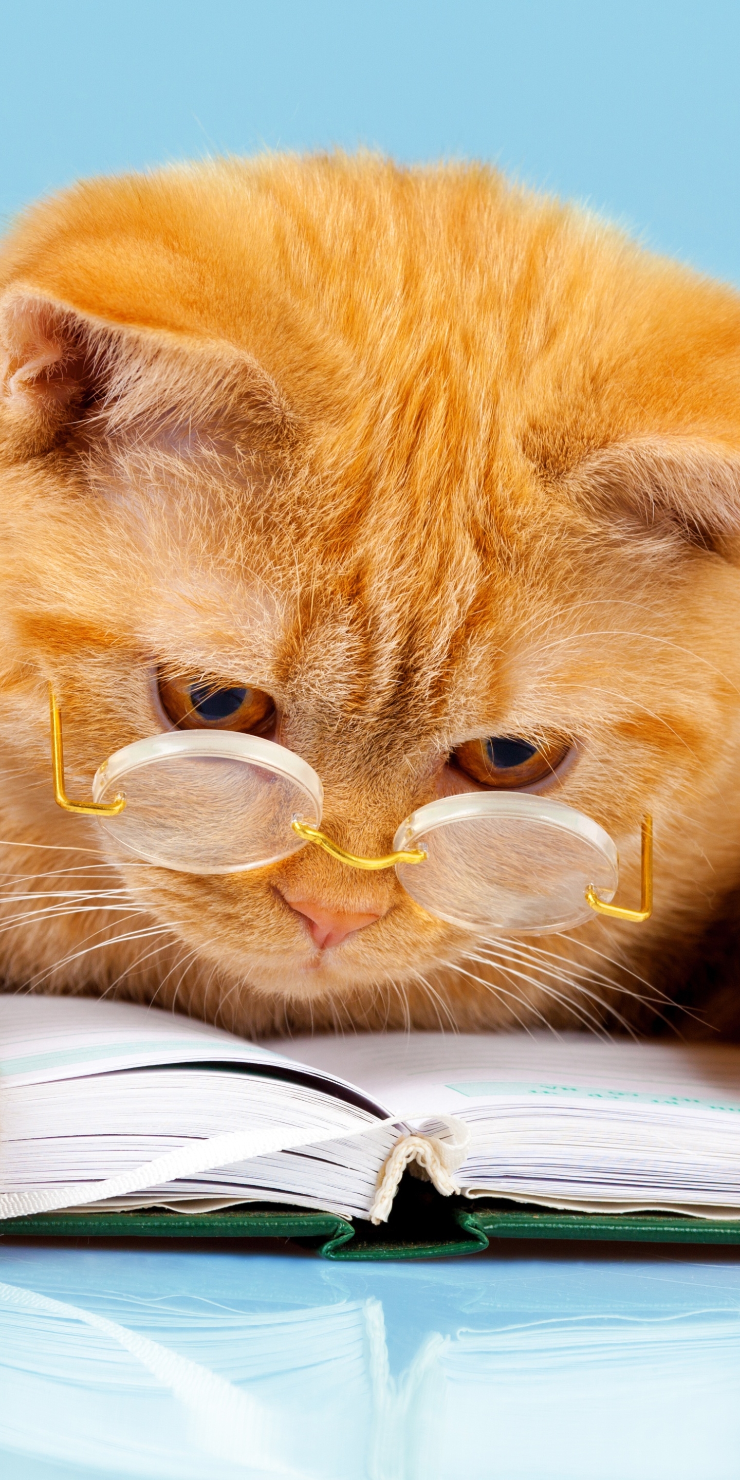 Baixar papel de parede para celular de Animais, Gatos, Gato, Livro, Humor, Óculos gratuito.