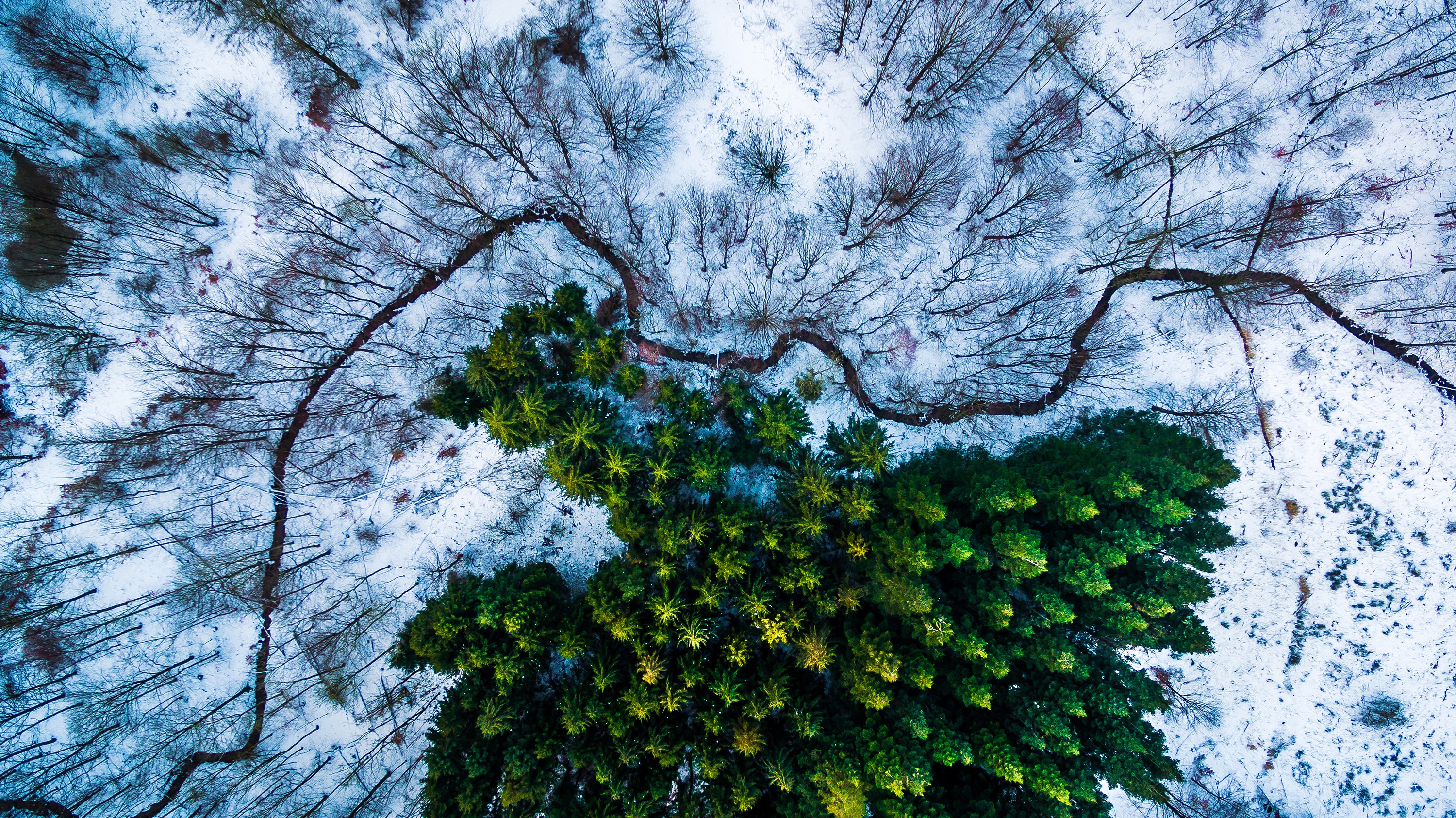 Скачать картинку Зима, Снег, Лес, Зеленый, Антенна, Земля/природа в телефон бесплатно.