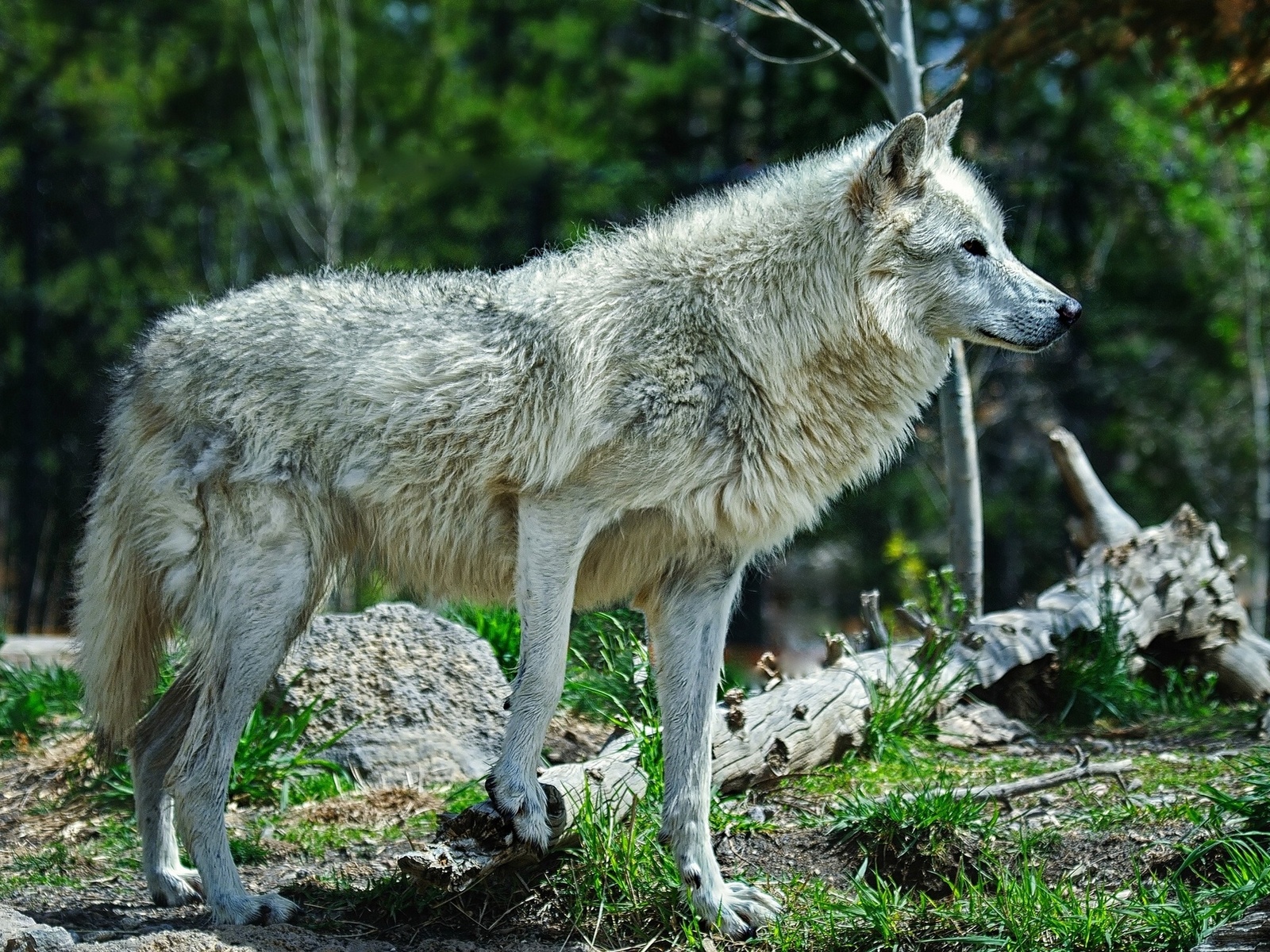 Handy-Wallpaper Tiere, Wolf kostenlos herunterladen.