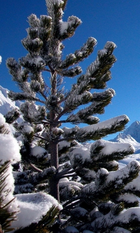 Descarga gratuita de fondo de pantalla para móvil de Invierno, Tierra/naturaleza.