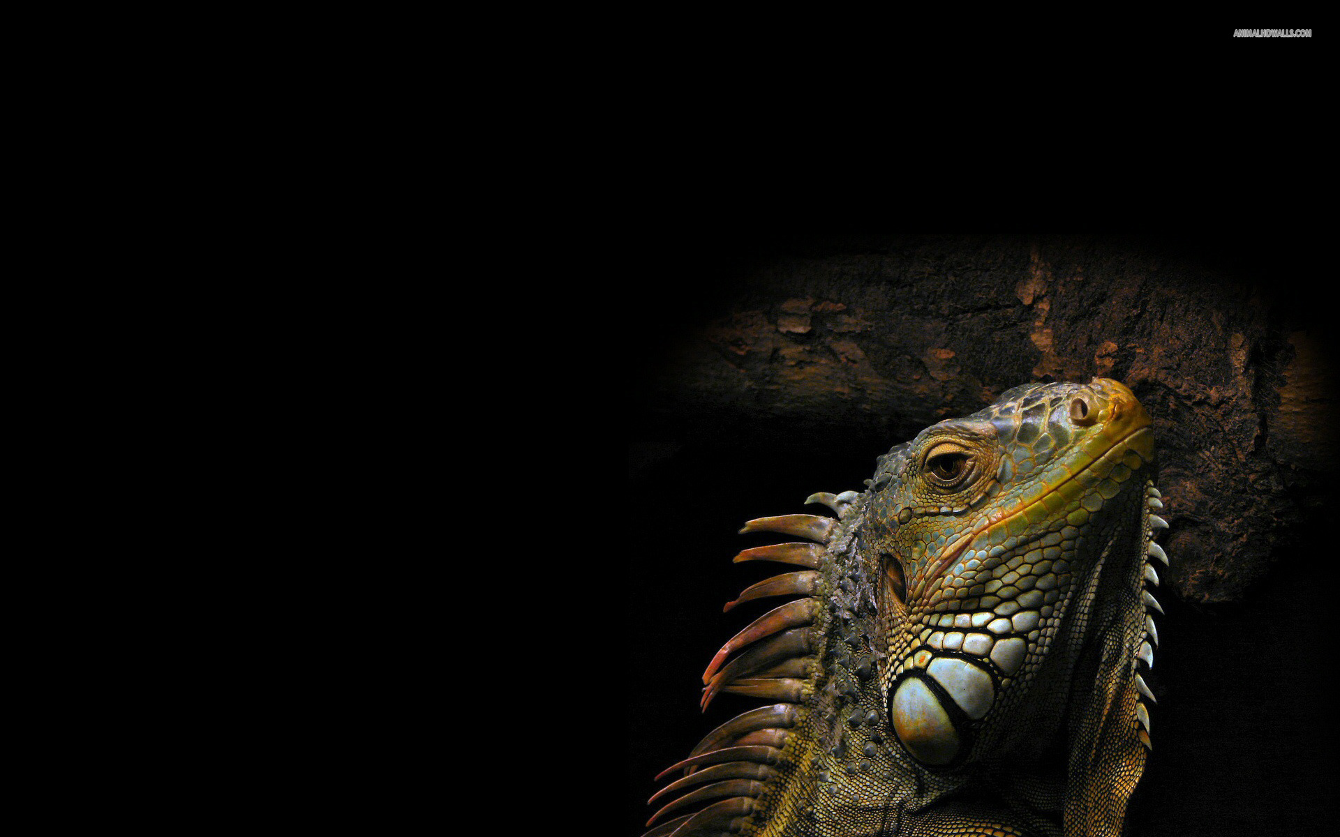 Descarga gratuita de fondo de pantalla para móvil de Iguana, Reptiles, Animales.