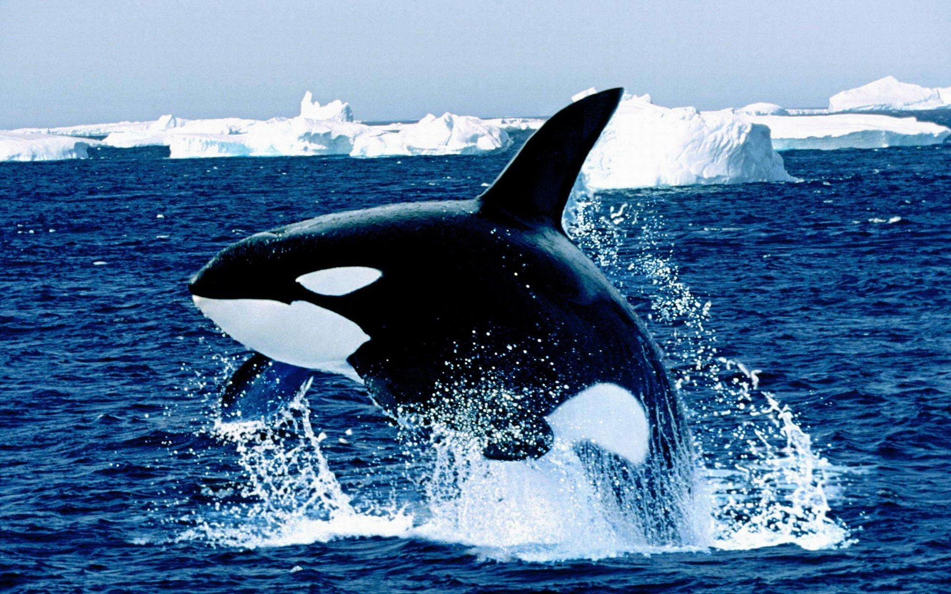 880772 скачать обои косатка, животные, айсберг, вода, киты - заставки и картинки бесплатно