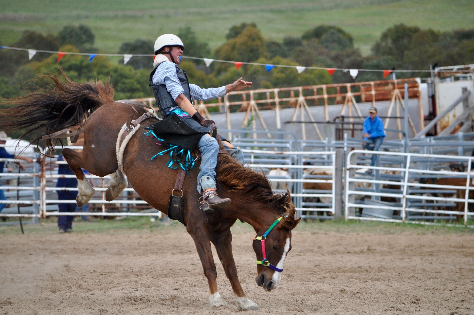 746826 Bild herunterladen sport, rodeo, cowboy, hauspferd - Hintergrundbilder und Bildschirmschoner kostenlos