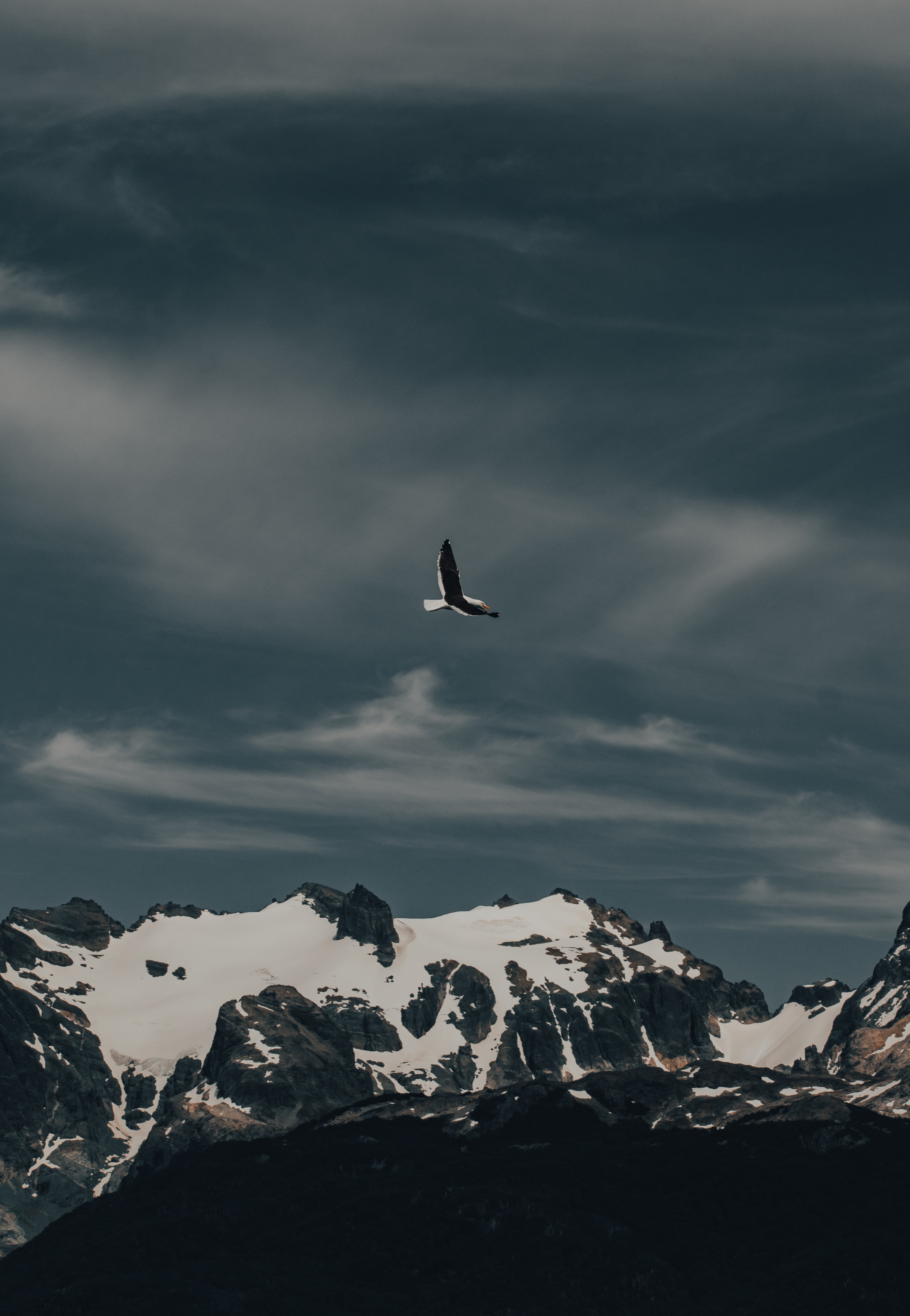 Free download wallpaper Mountain, Flight, Gull, Nature, Seagull, Bird, Animals on your PC desktop