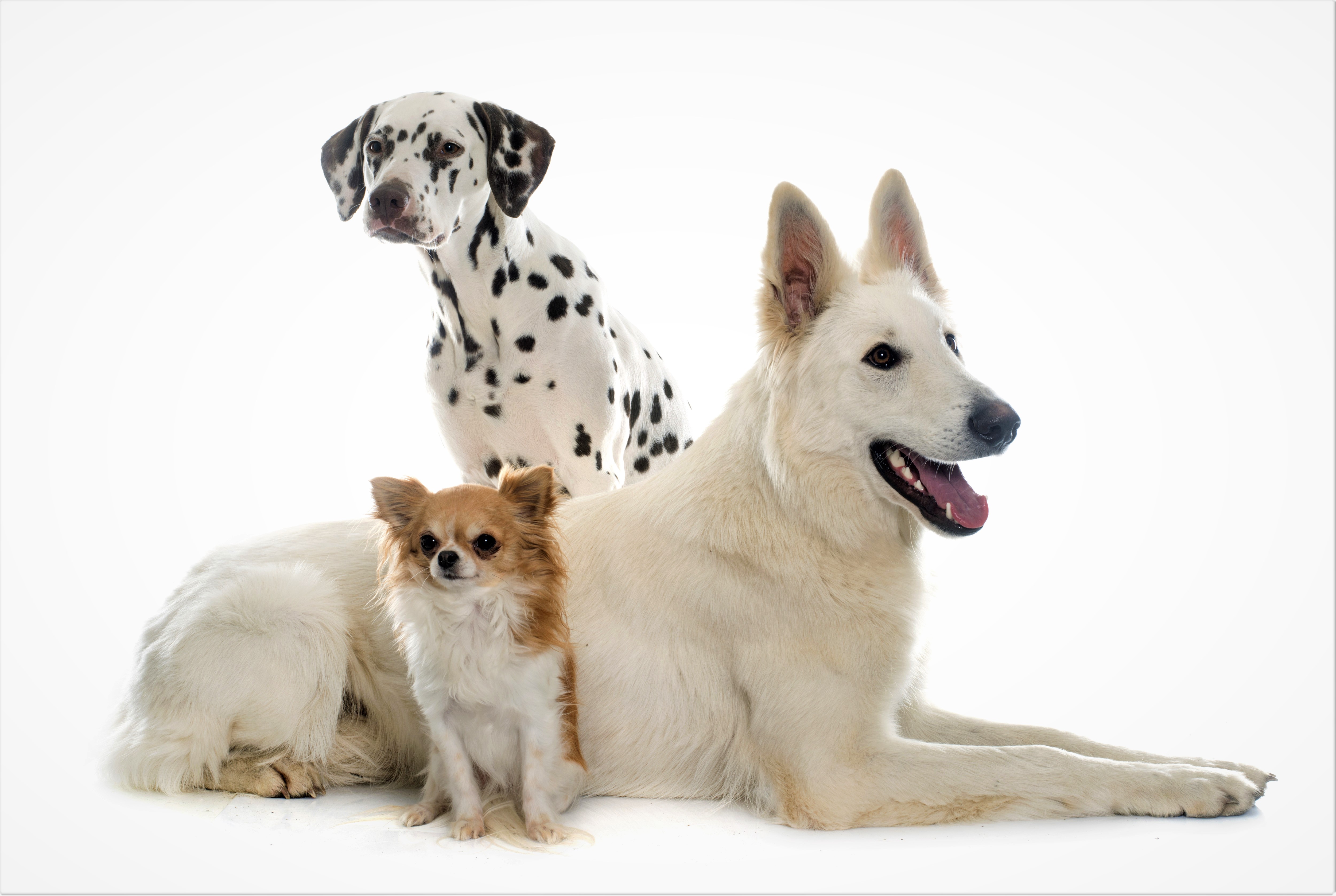 Laden Sie das Tiere, Hunde, Hund, Süß, Dalmatiner, Schäferhund, Chihuahua-Bild kostenlos auf Ihren PC-Desktop herunter