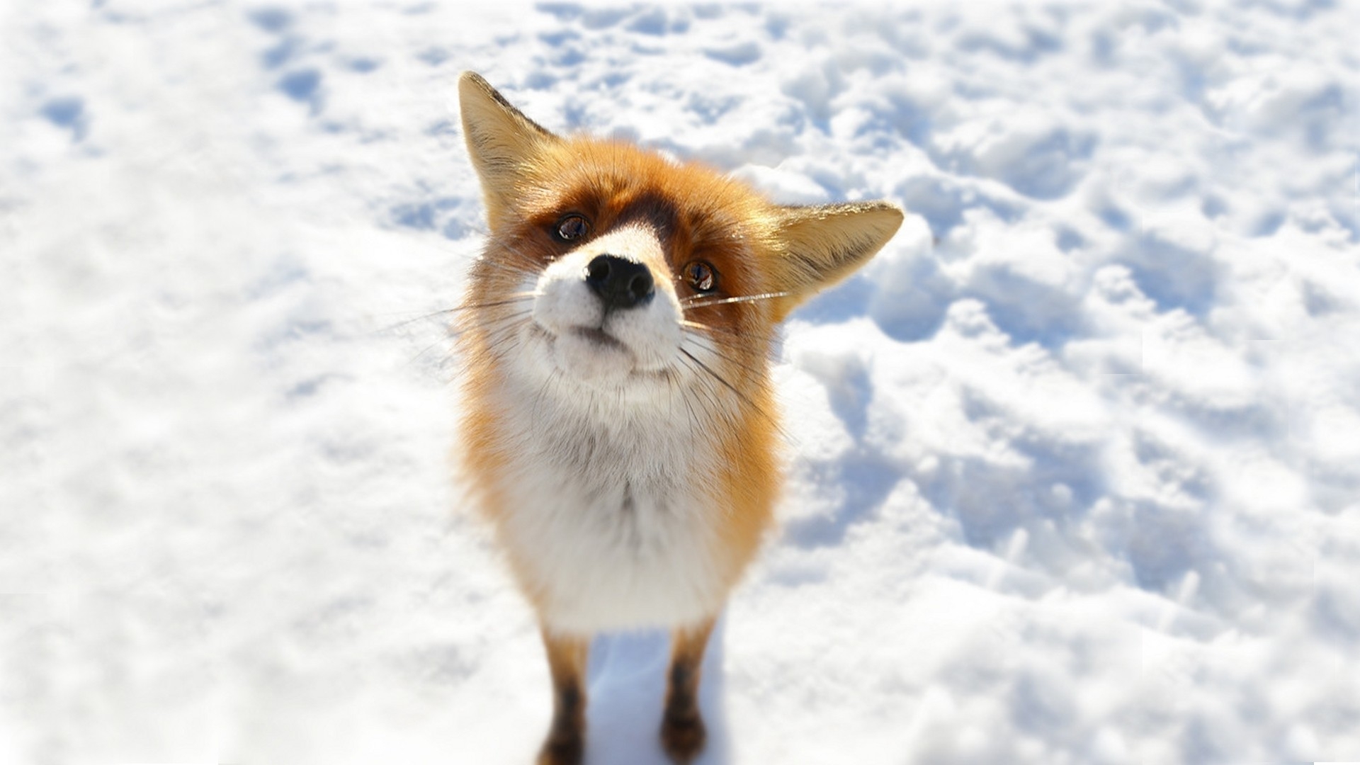 fox, animal Panoramic Wallpaper