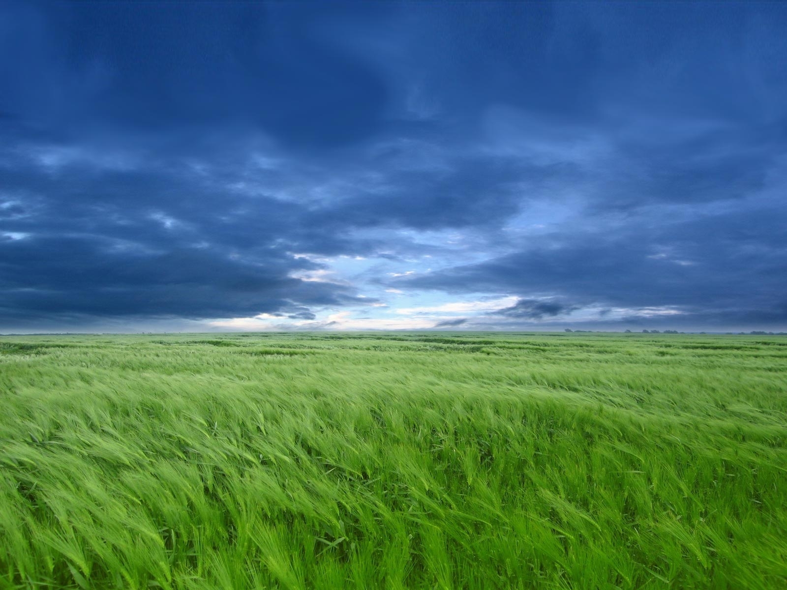 sky, art, landscape, grass, blue 4K Ultra