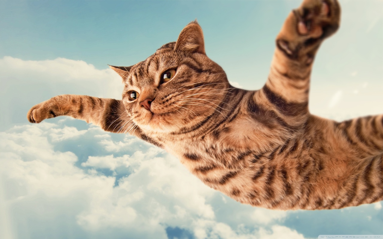 Free download wallpaper Cat, Animal on your PC desktop