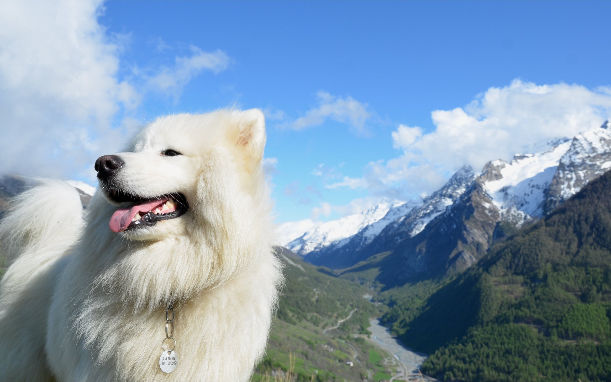 animal, samoyed, dog, mountain, dogs