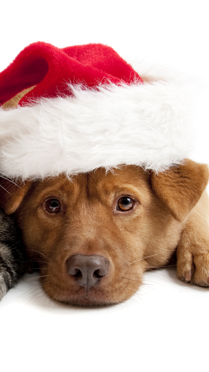 Baixar papel de parede para celular de Animais, Cães, Natal, Cão, Cachorro, Filhote, Gorro Do Papai Noel gratuito.