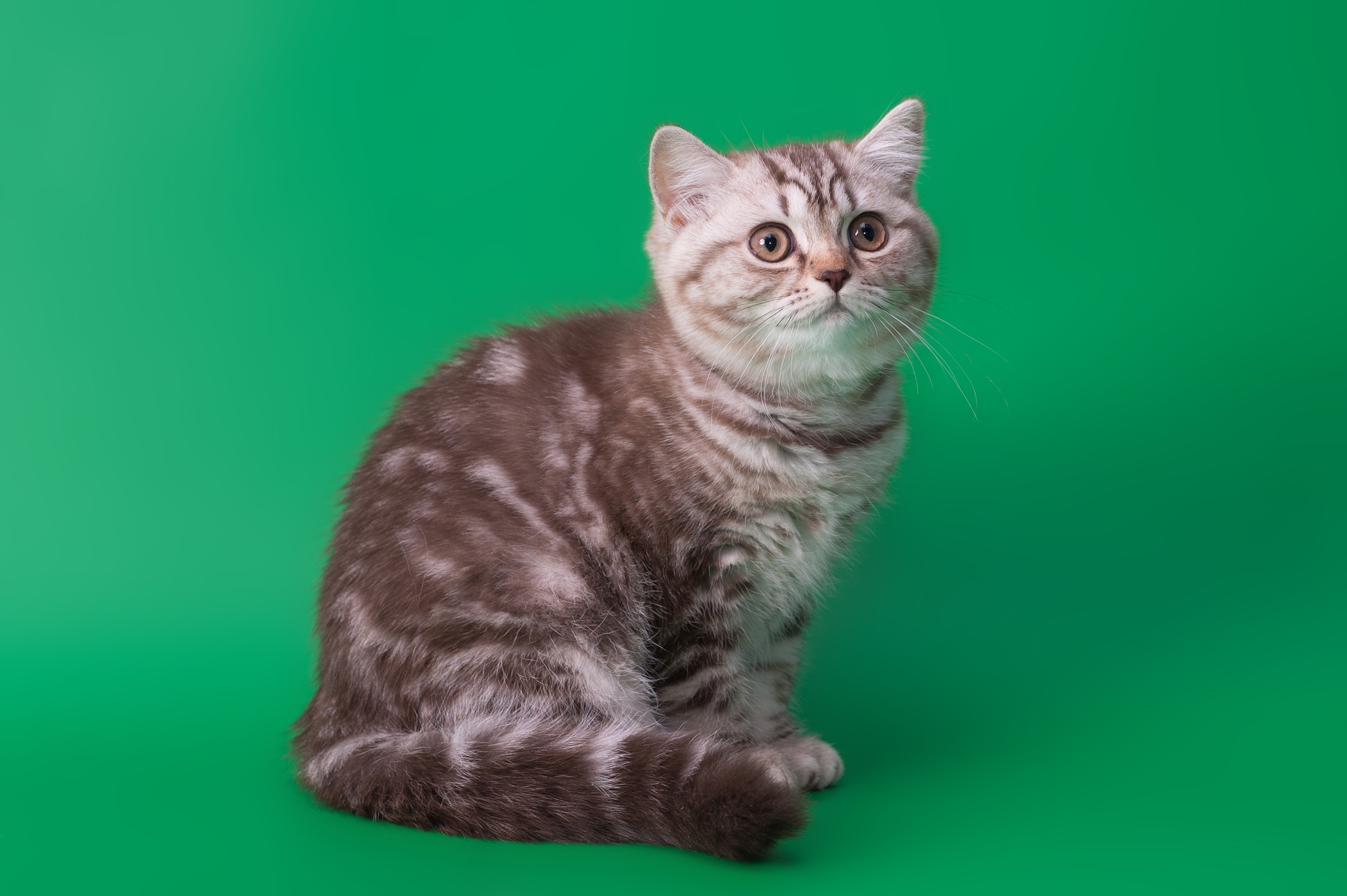Handy-Wallpaper Katze, Gestreift, Der Kater, Sitzen, Tiere, Hintergrund kostenlos herunterladen.