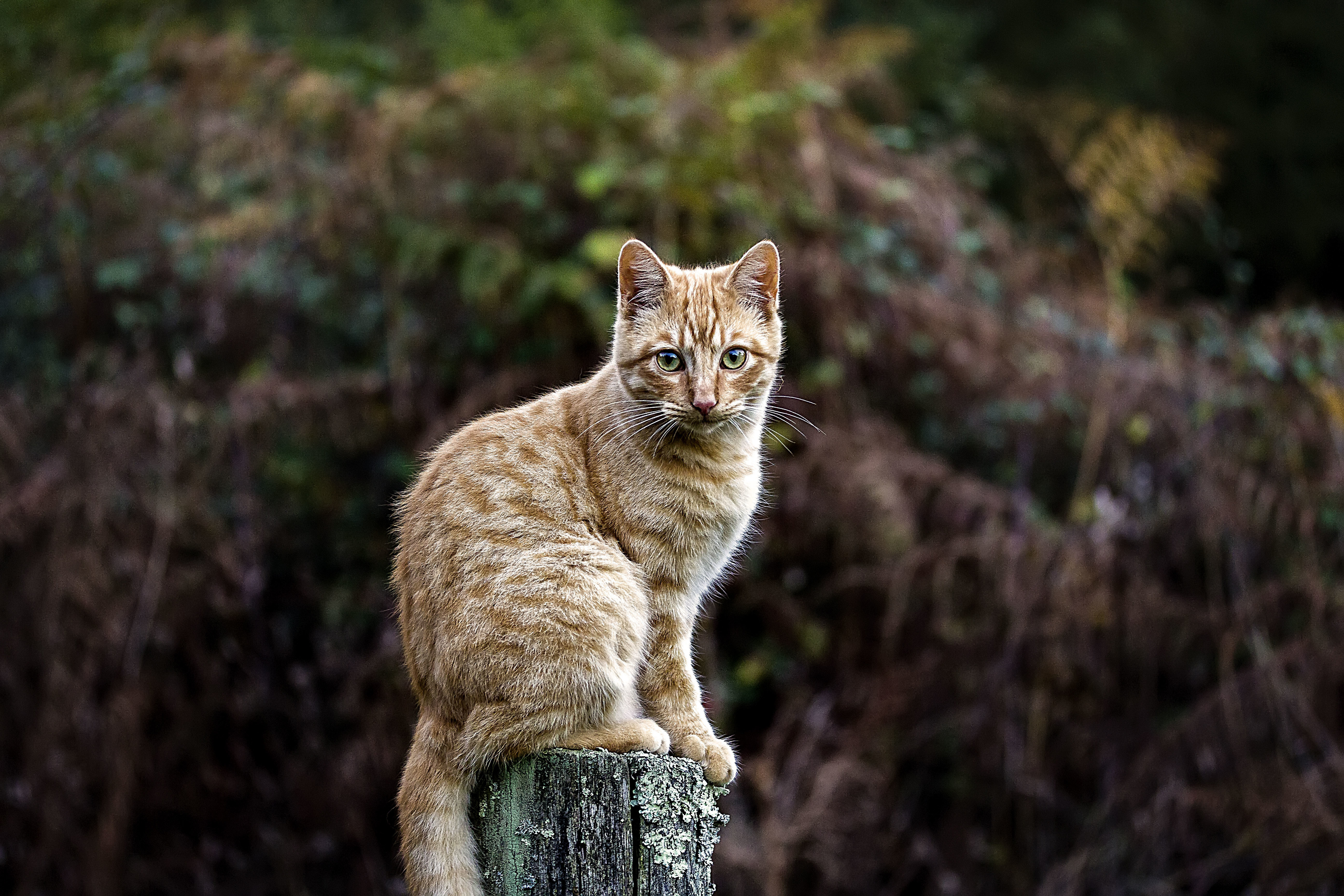 Download mobile wallpaper Cats, Cat, Animal, Stare, Depth Of Field for free.
