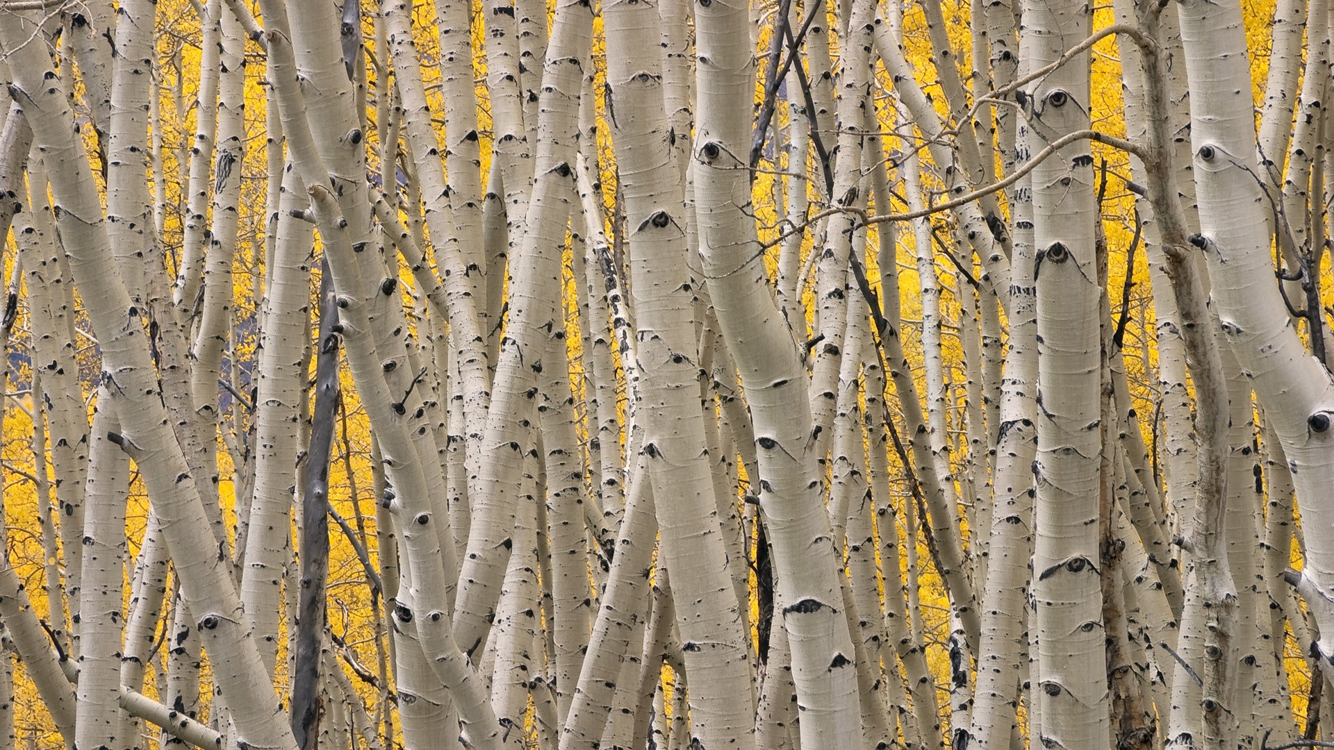 Download mobile wallpaper Forest, Tree, Earth, Birch for free.