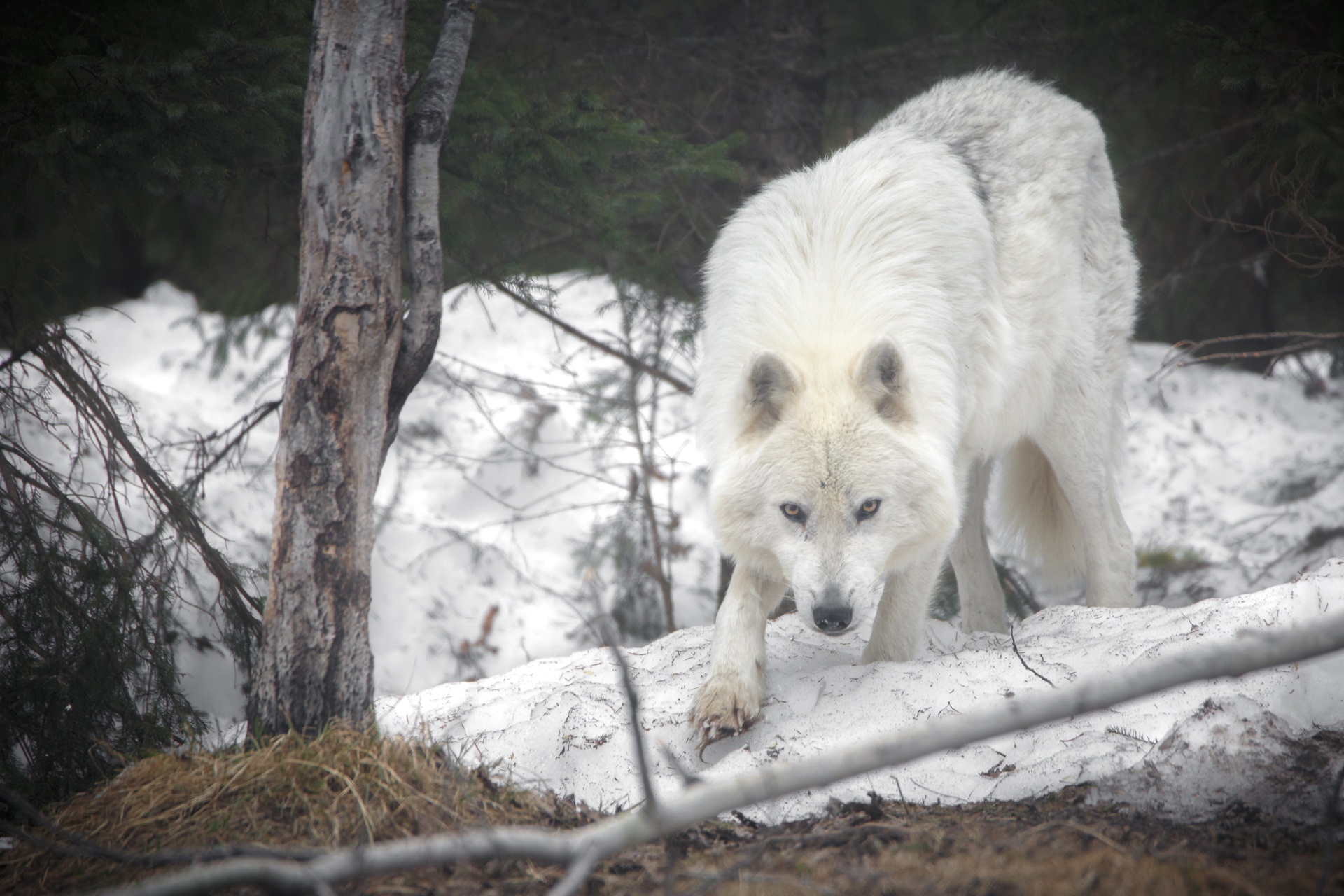 animal, arctic wolf, white wolf, wolf