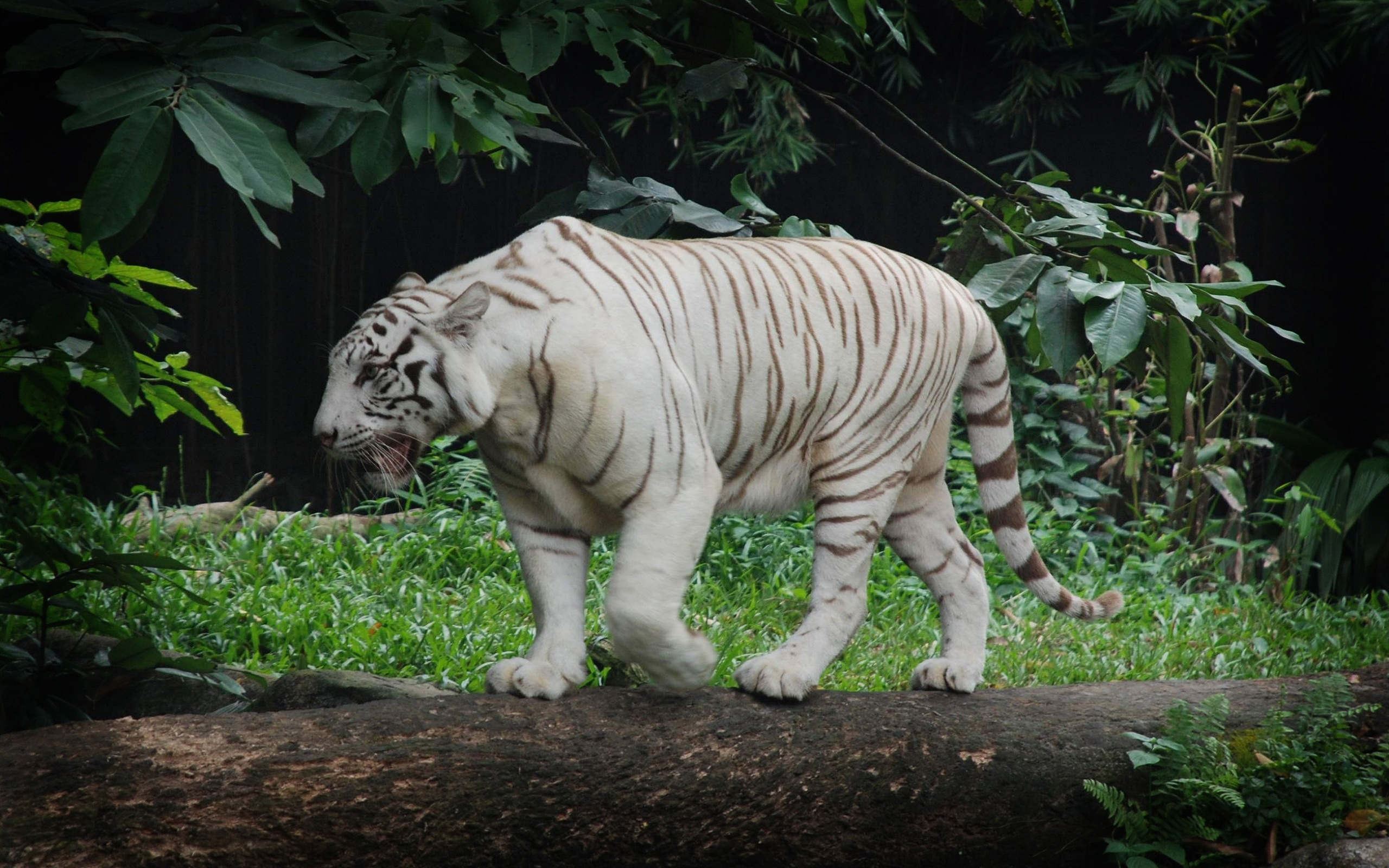 Скачать обои бесплатно Животные, Белый Тигр, Кошки картинка на рабочий стол ПК