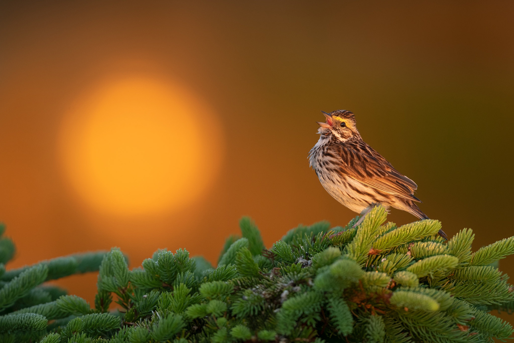 Descarga gratuita de fondo de pantalla para móvil de Animales, Gorrión, Aves, Ave.