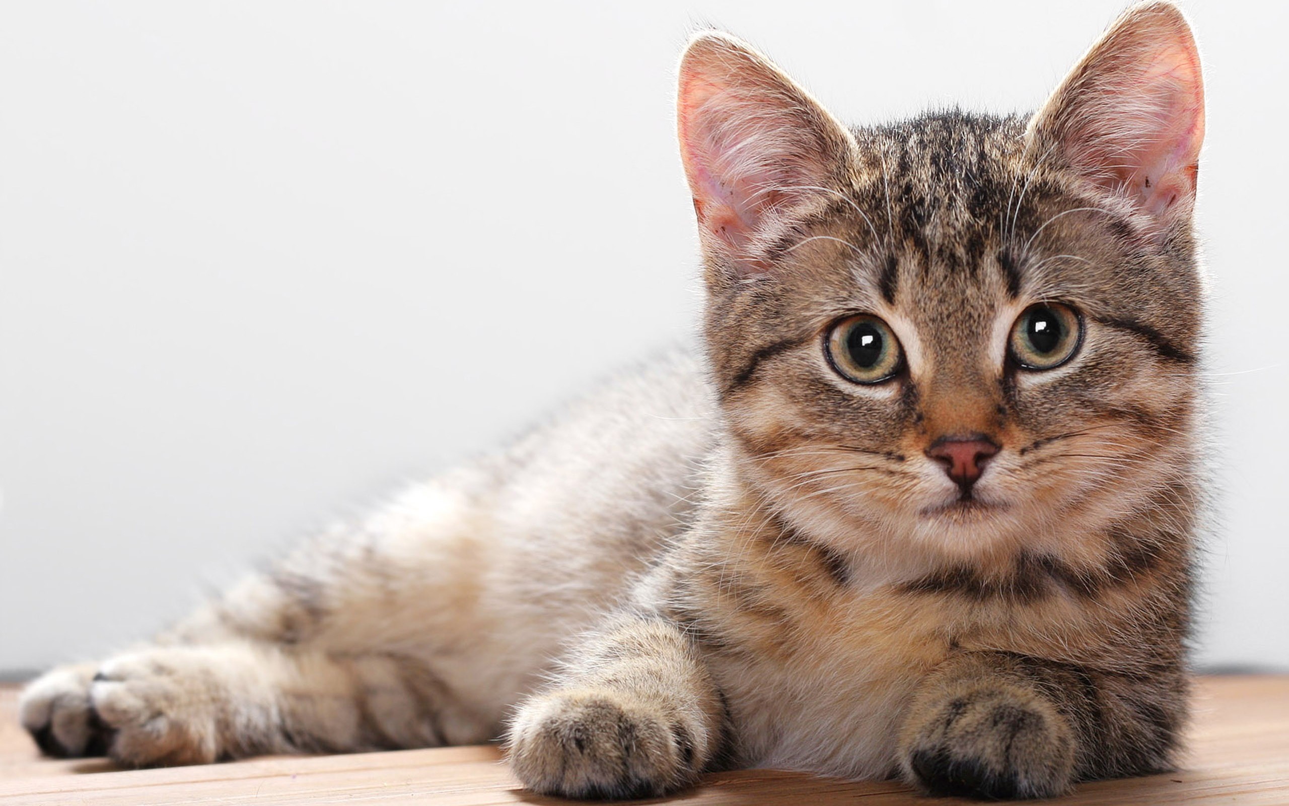 Baixe gratuitamente a imagem Animais, Gatos, Gato na área de trabalho do seu PC