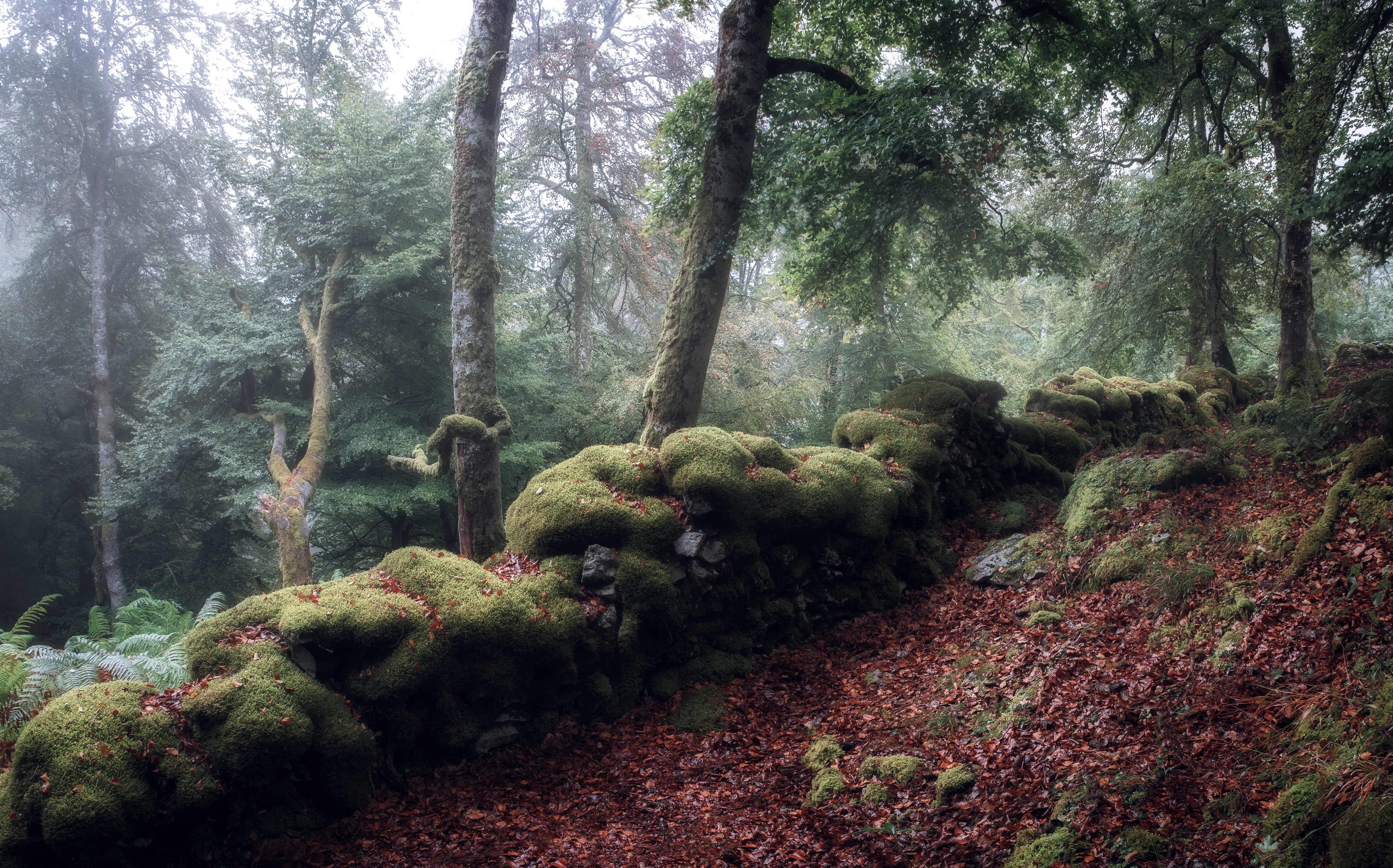 Download mobile wallpaper Nature, Fern, Forest, Fog, Earth, Moss for free.