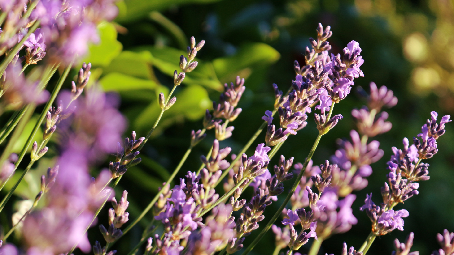 Laden Sie das Nahansicht, Lavendel, Fotografie, Erde/natur-Bild kostenlos auf Ihren PC-Desktop herunter