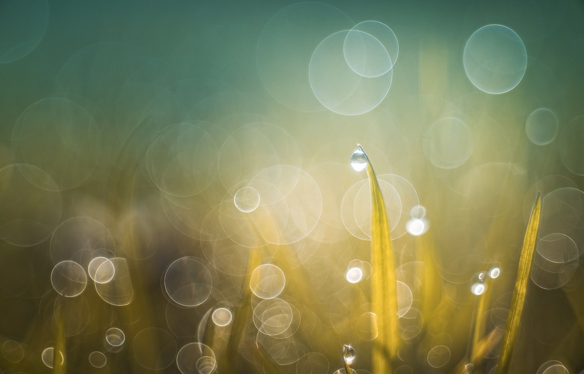 Download mobile wallpaper Grass, Macro, Earth, Bokeh, Water Drop for free.