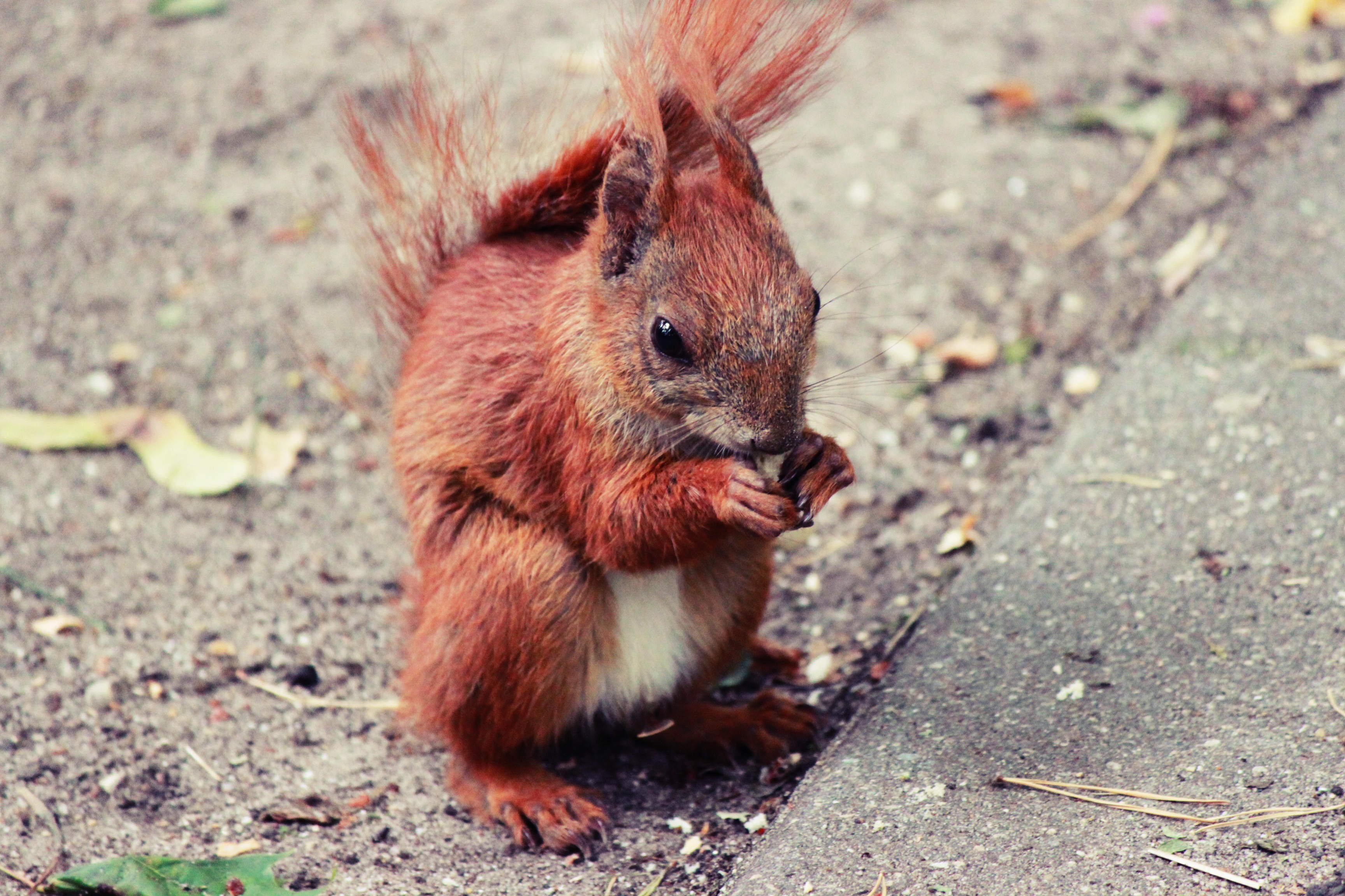 Download mobile wallpaper Squirrel, Food, Animal for free.